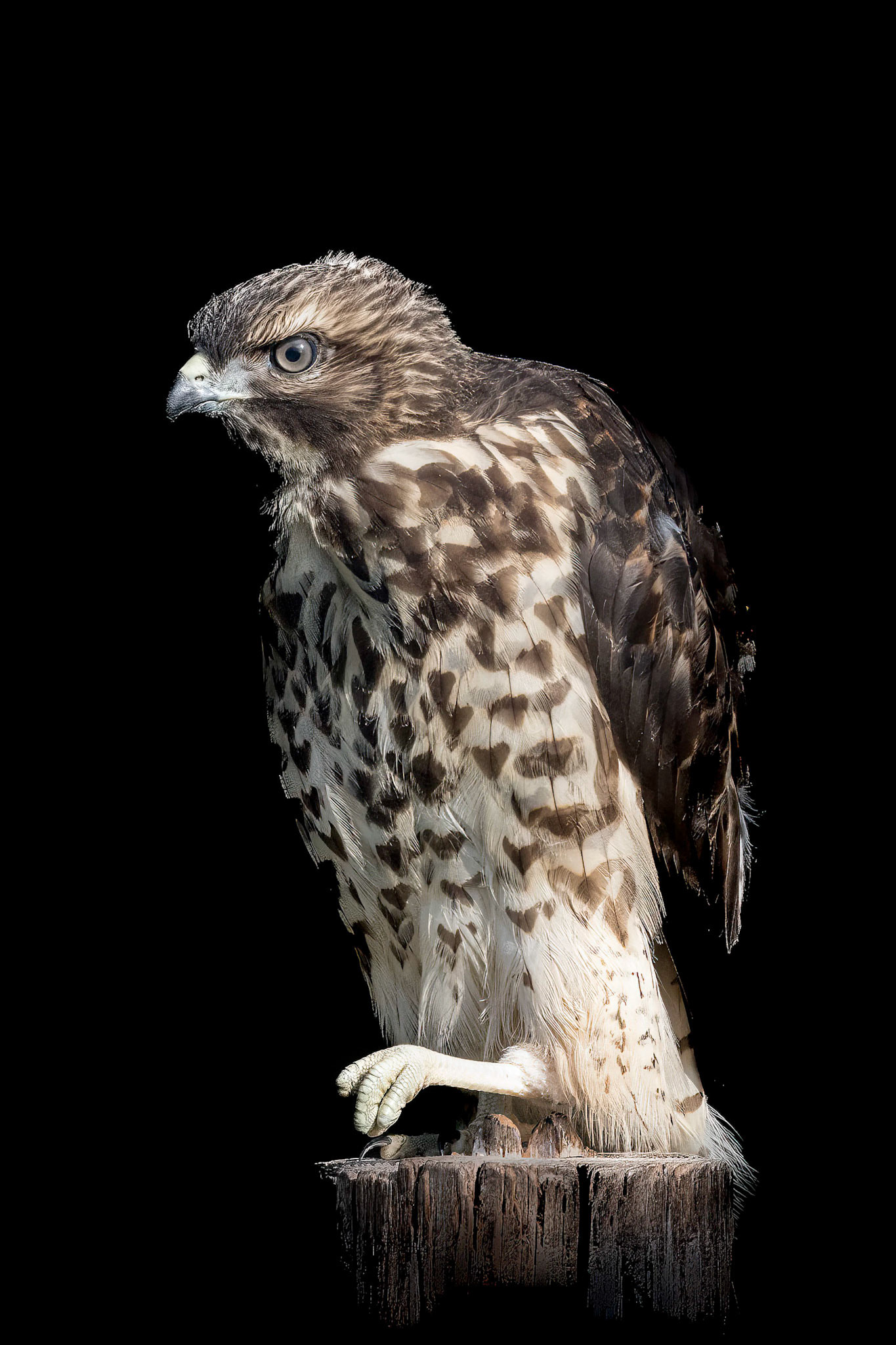 Red shouldered hawk juvenile 1, Sea Biscuit Wildlife Shelter