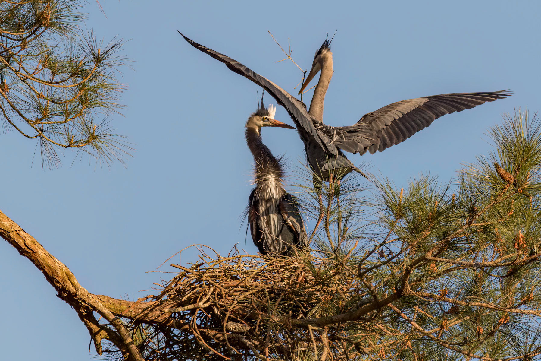 Rookery 58, Sea Trail