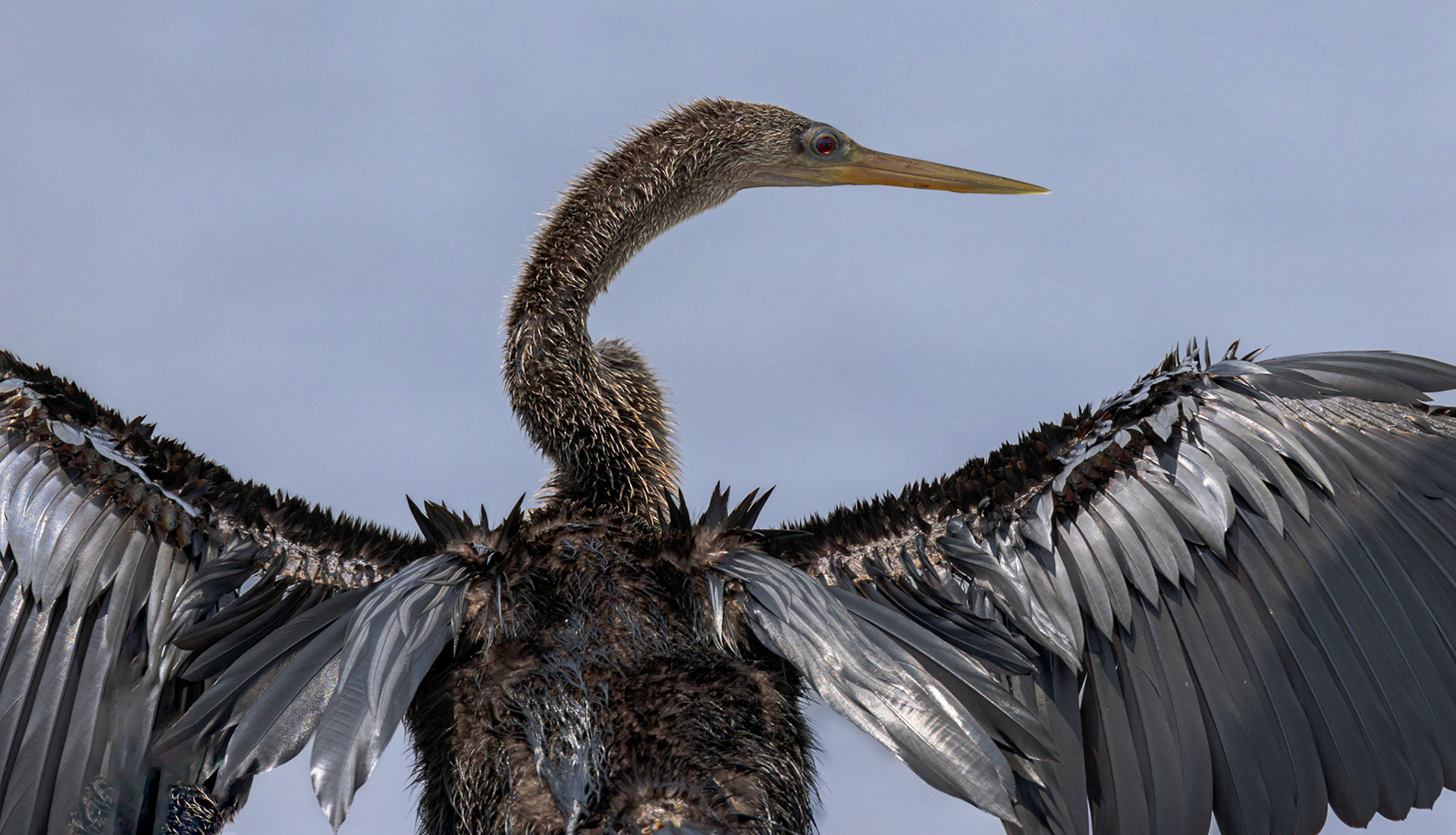 Anhinga 23, Huntington Beach SC