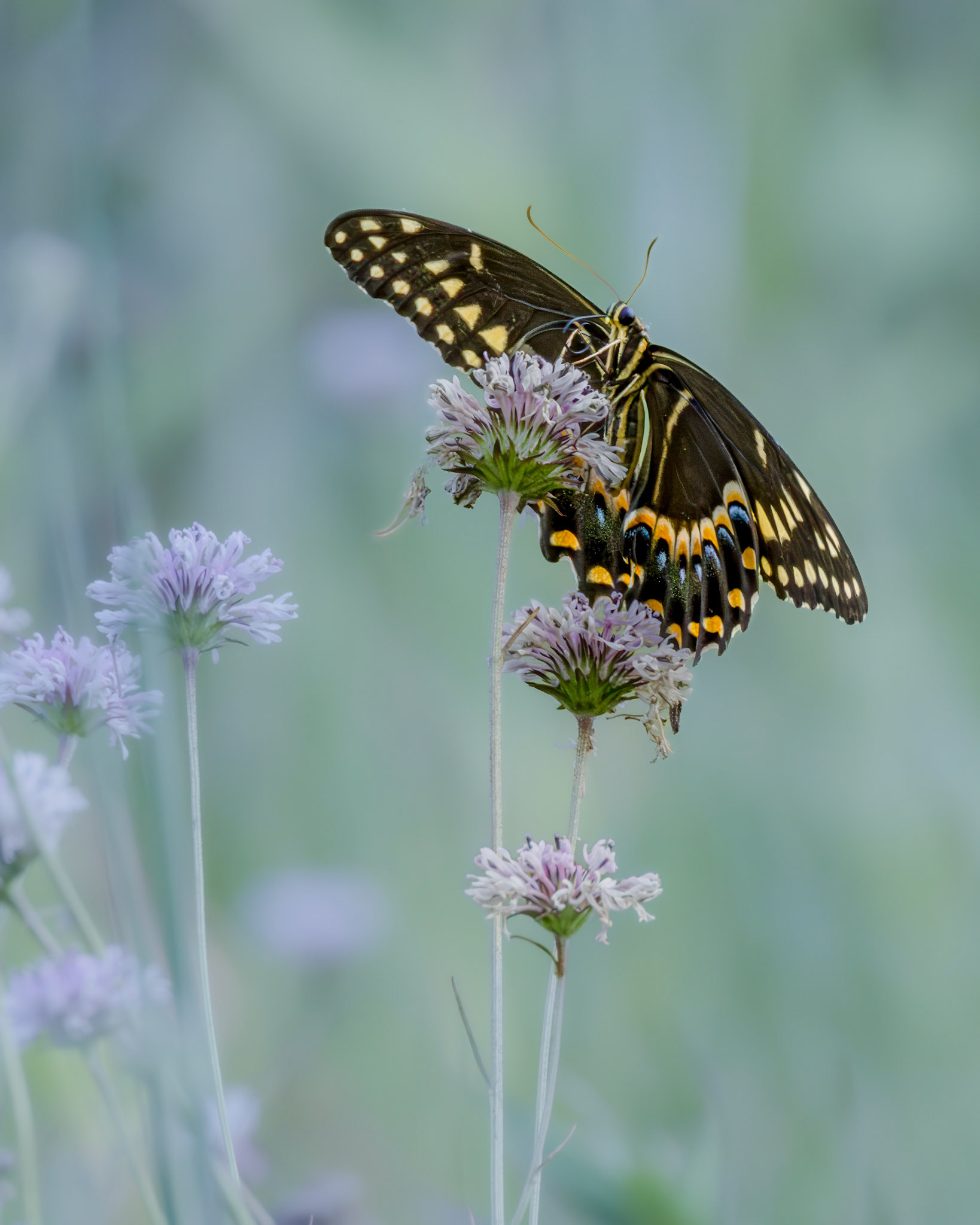 Palamedes swallowtail on Barbara's buttons 1, Green Swamp area