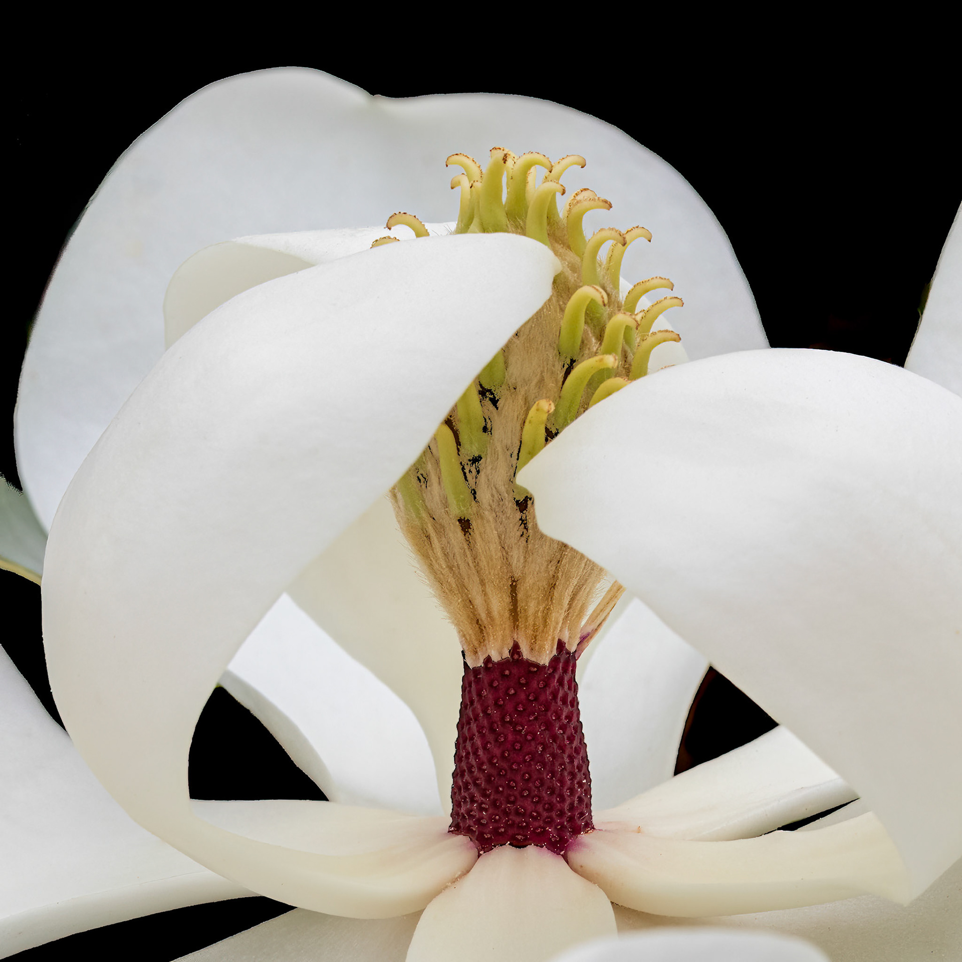 Magnolia 1, Brunswick County Botanical Gardens