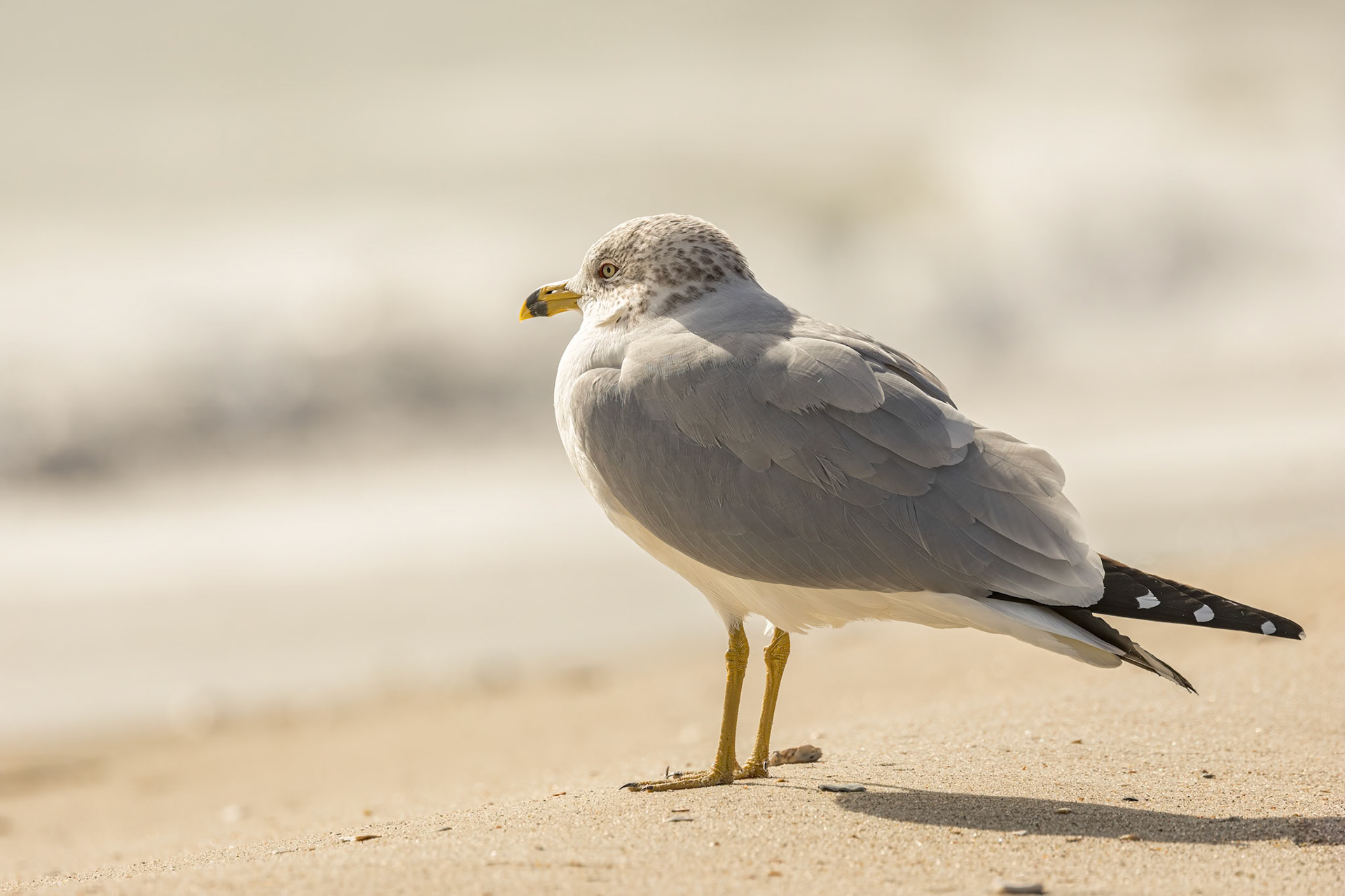 Ring beaked gull 2, OIB east end