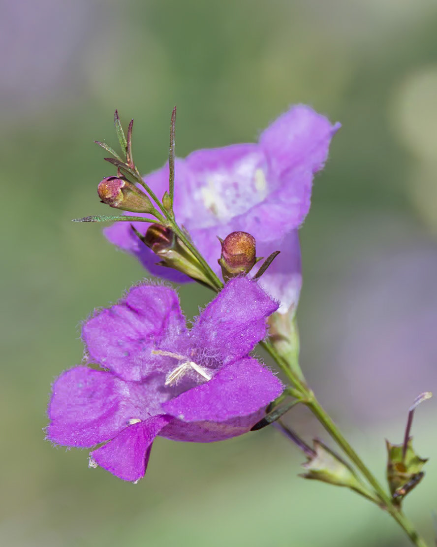Purple false foxglove 3, Green Swamp area