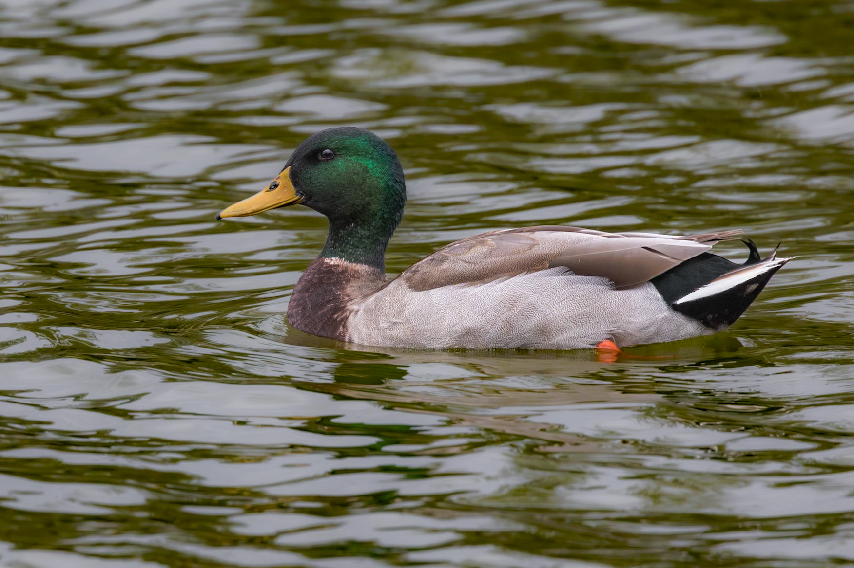 Male wood duck 1, Magnolia Cemetery, Charleston, SC