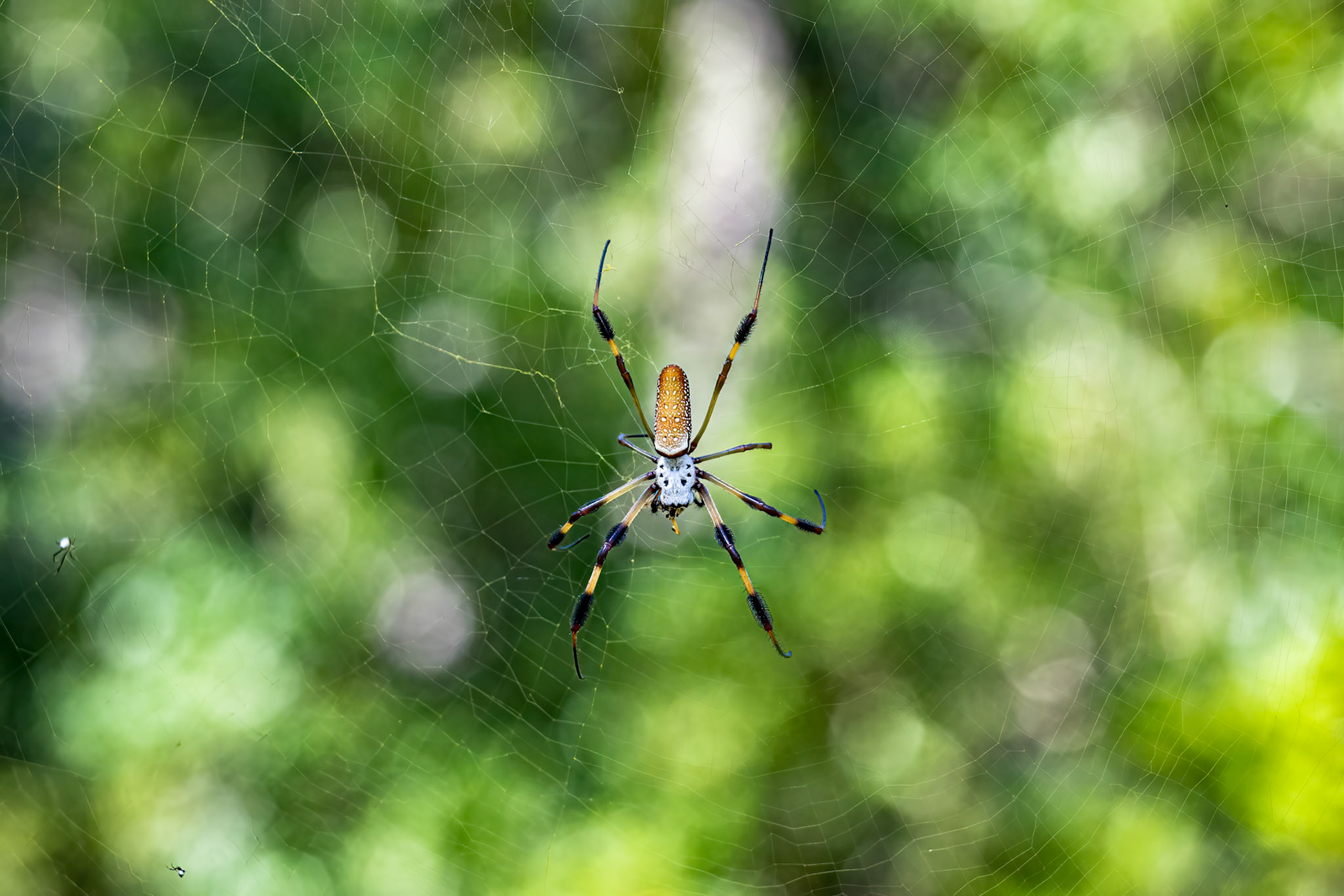Golden silk spider 2, Green Swamp Preserve, The Nature Conservancy 2022 Semifinalist