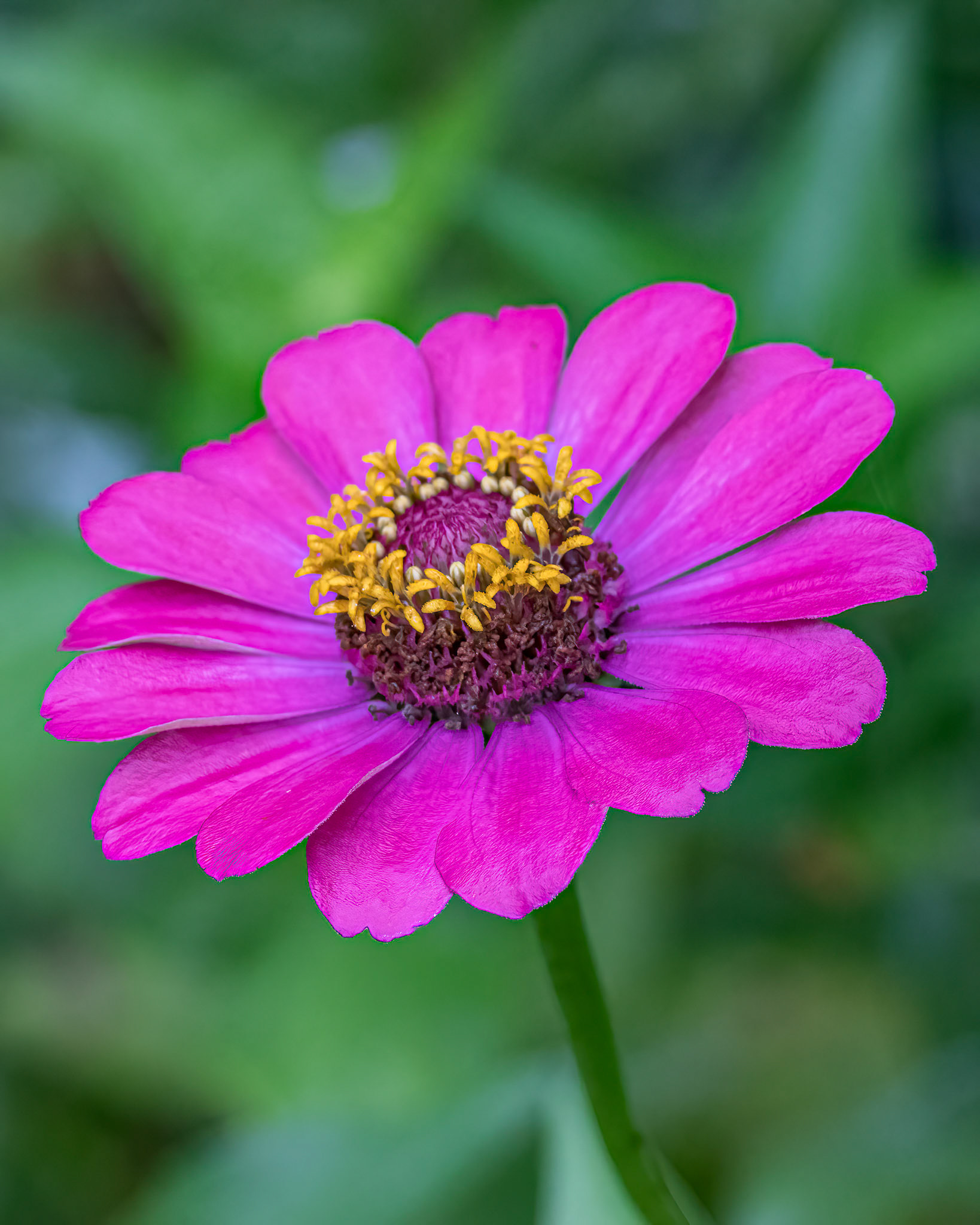 Zinnia 3, Brunswick County Botanical Gardens