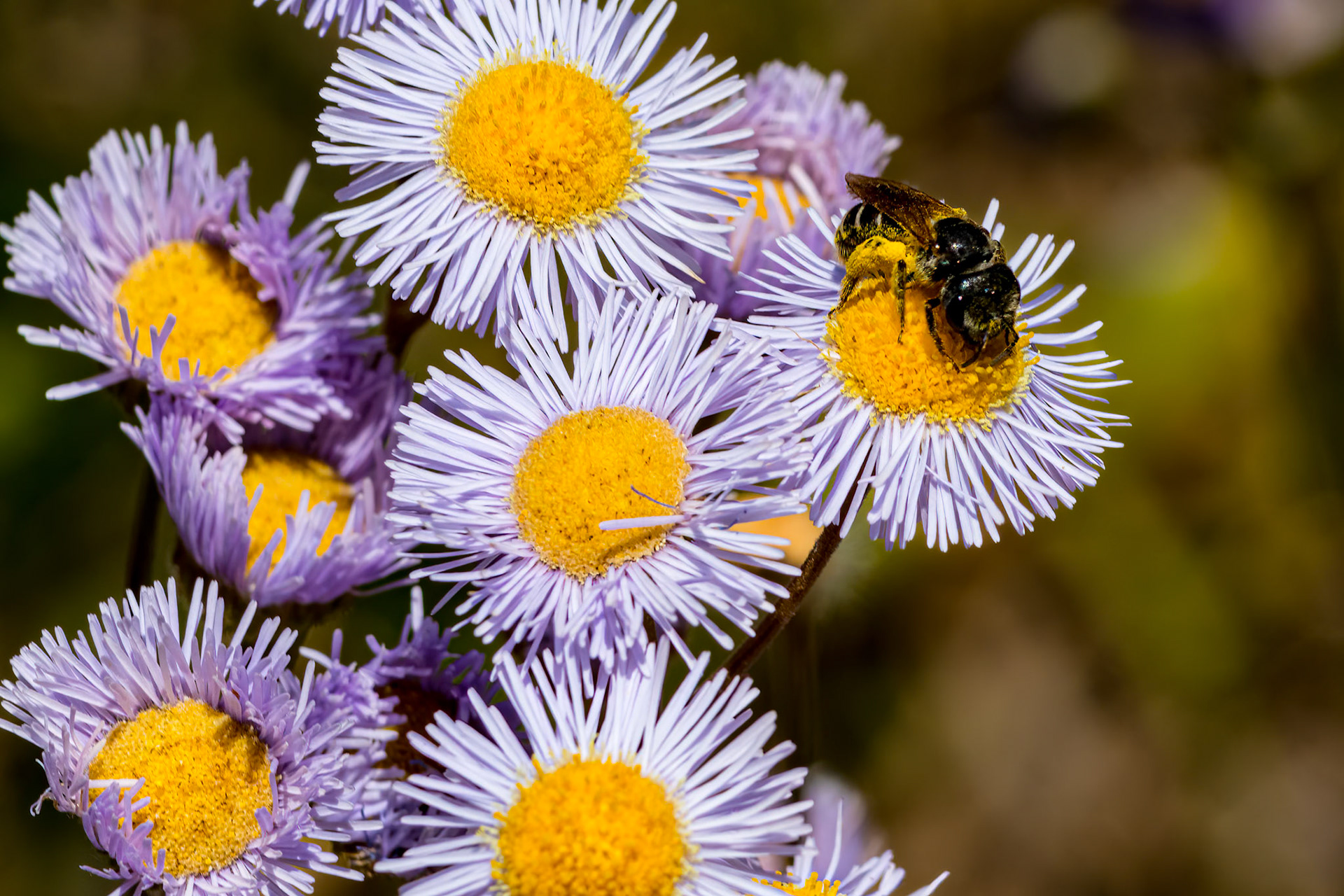 Eastern Daisy Fleabane with Bee 2, OIB East End