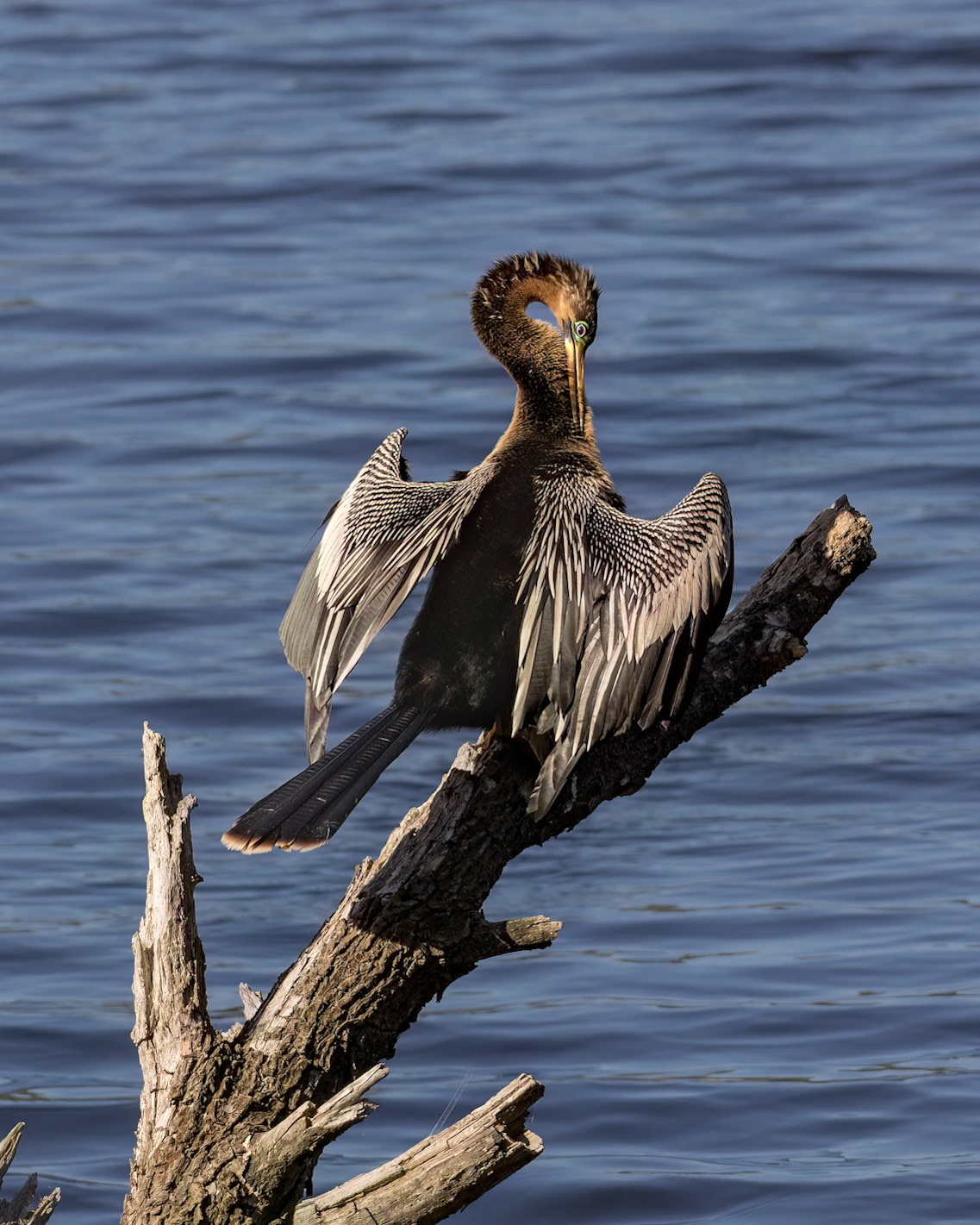 Anhinga 13, Huntington Beach SC