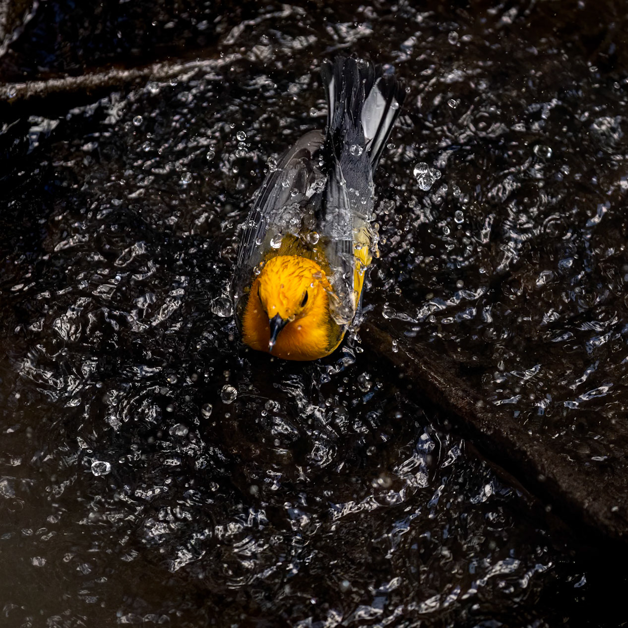 Prothonotary warbler 1, Beidler Audubon Forest, SCAIR 81
