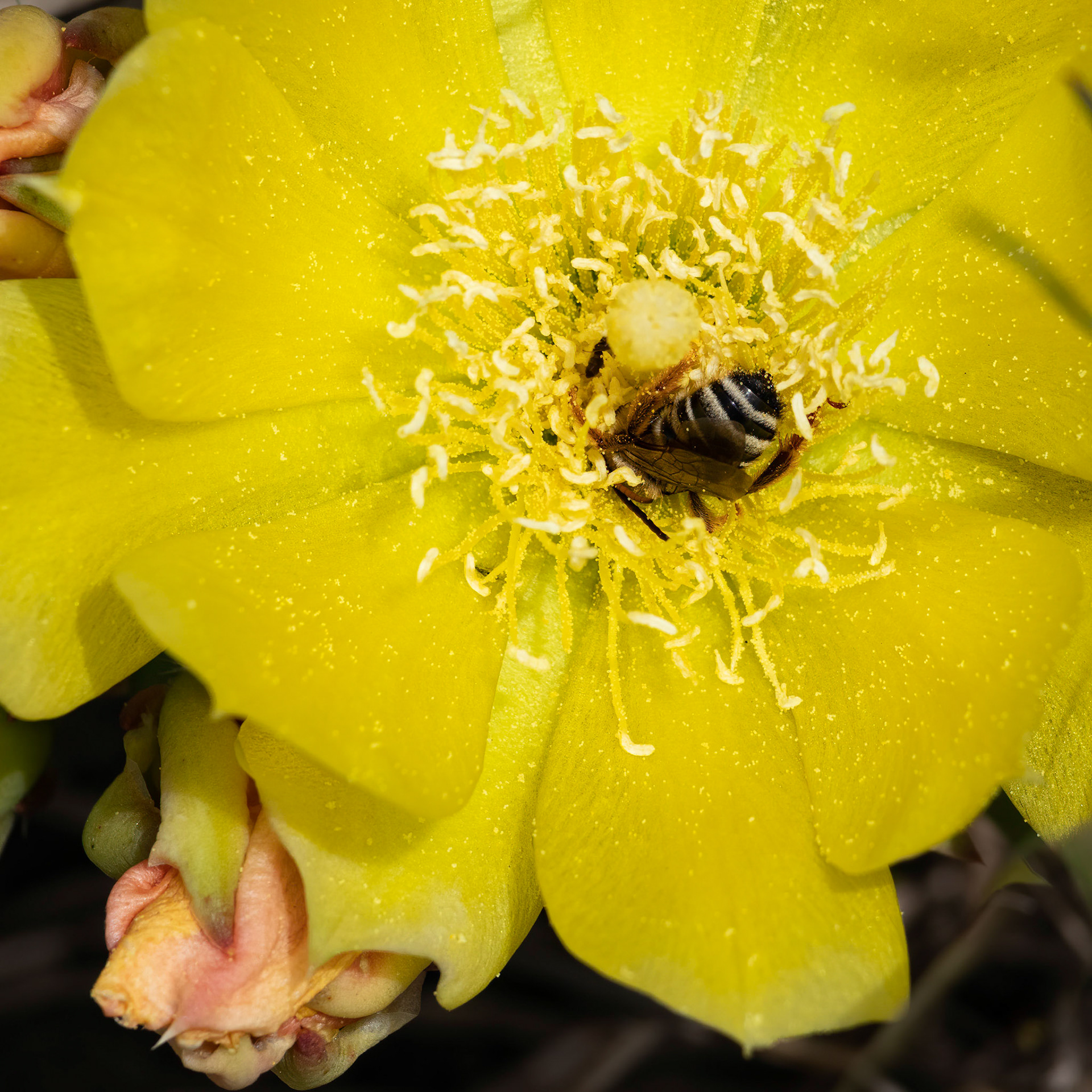 Prickly pear 2, OIB east end