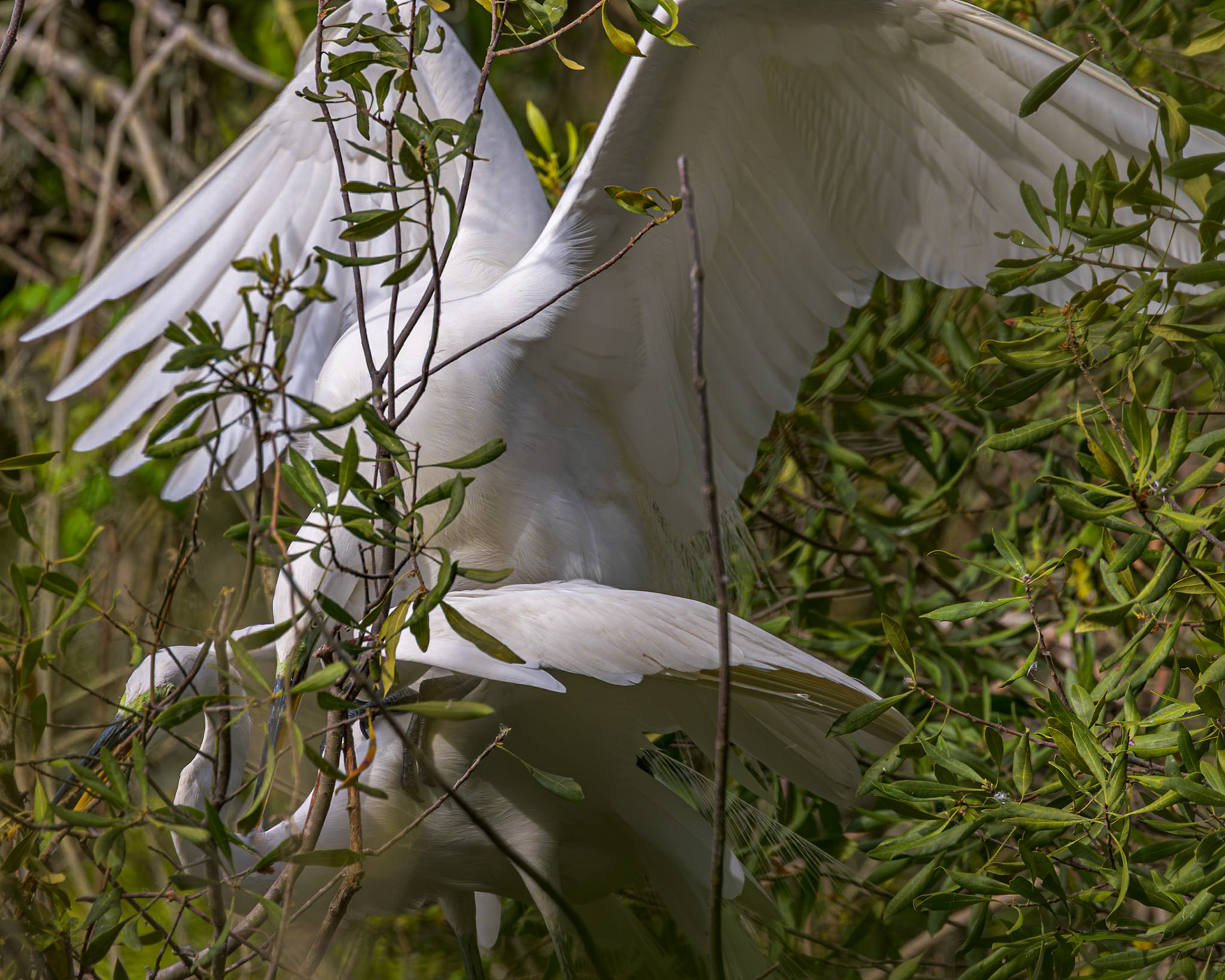 Great egret 92, Huntington Beach State Park
