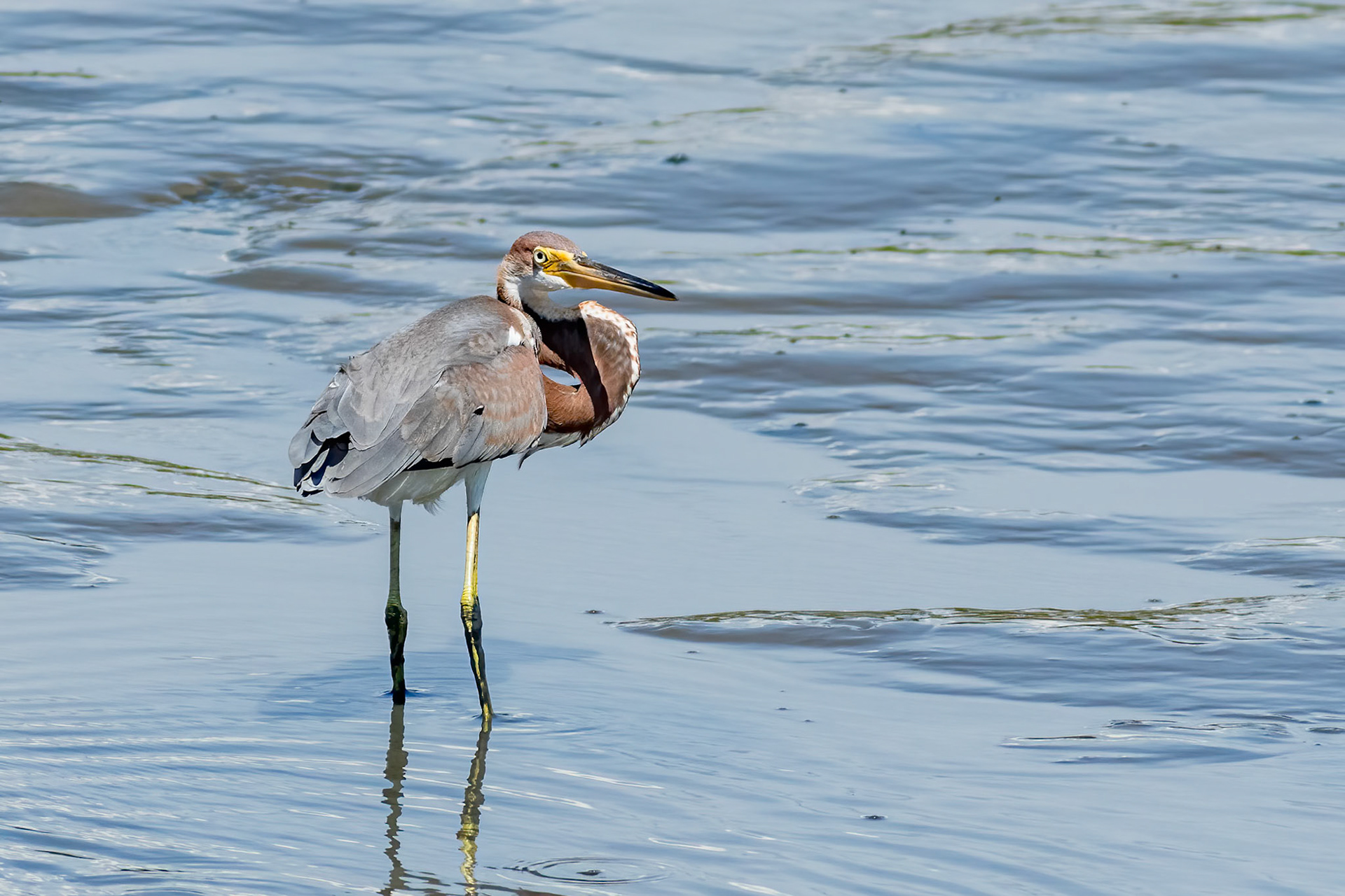 Tricolor 28, OIB gazebo behind chapel