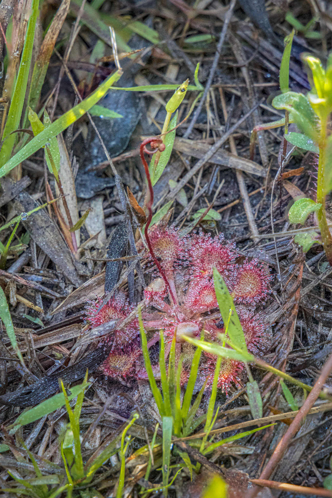 Pink sundew 9, Green Swamp Preserve