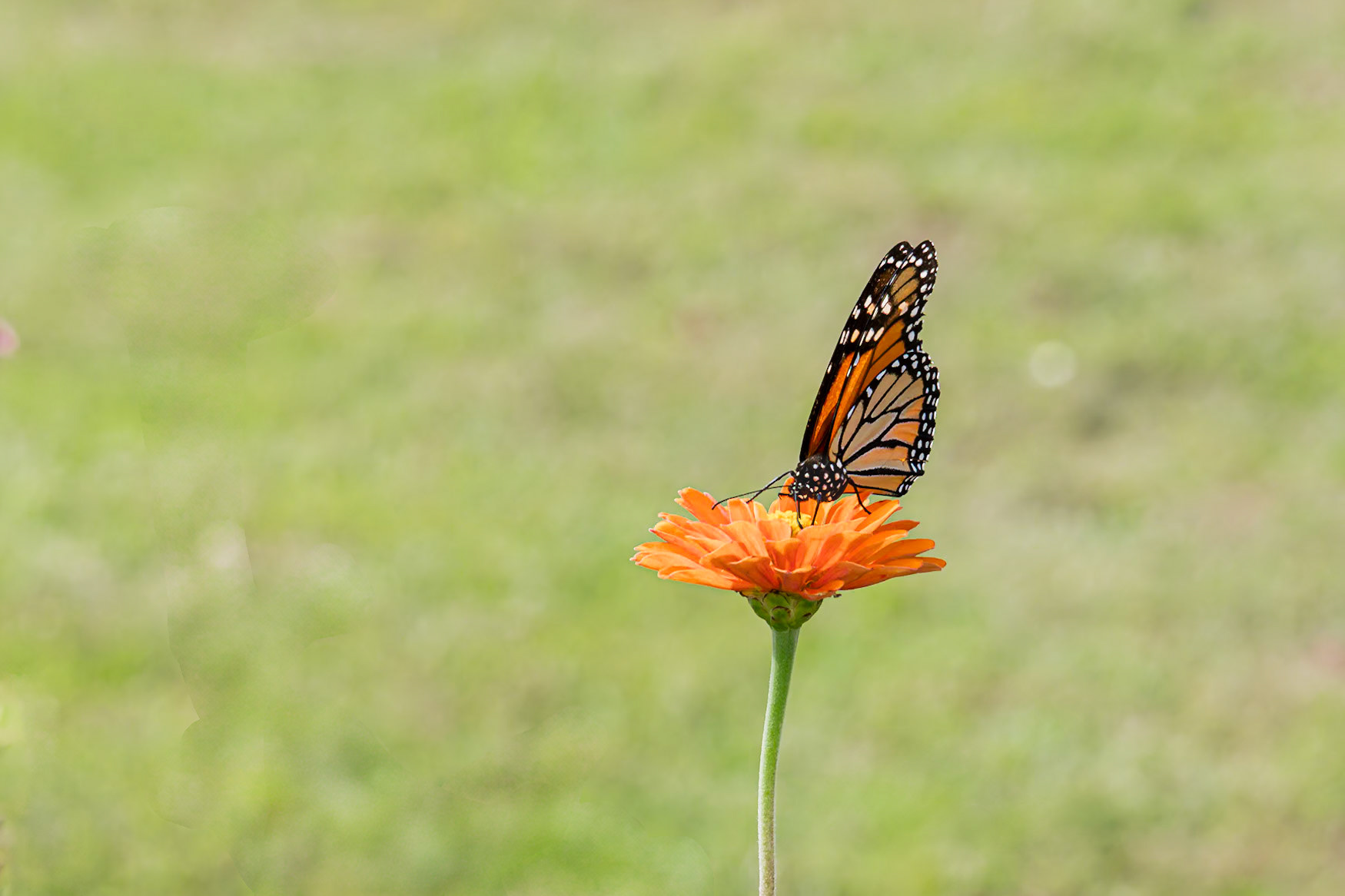 Monarch 24, Private home in Calabash, NC