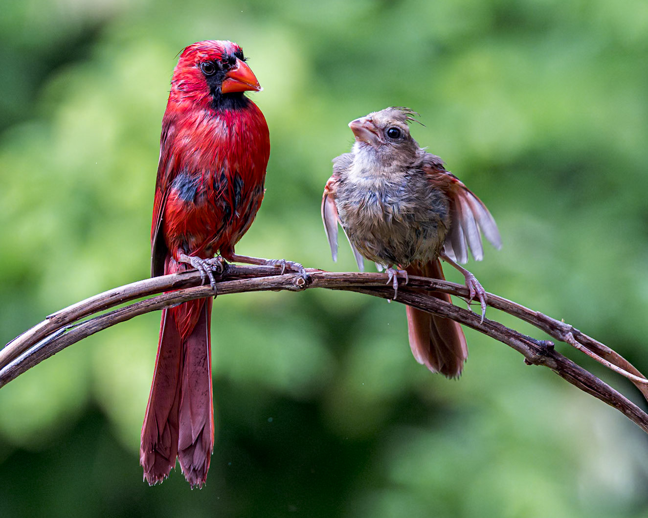 Cardinal 24, The Nut House, Clemson, SC
