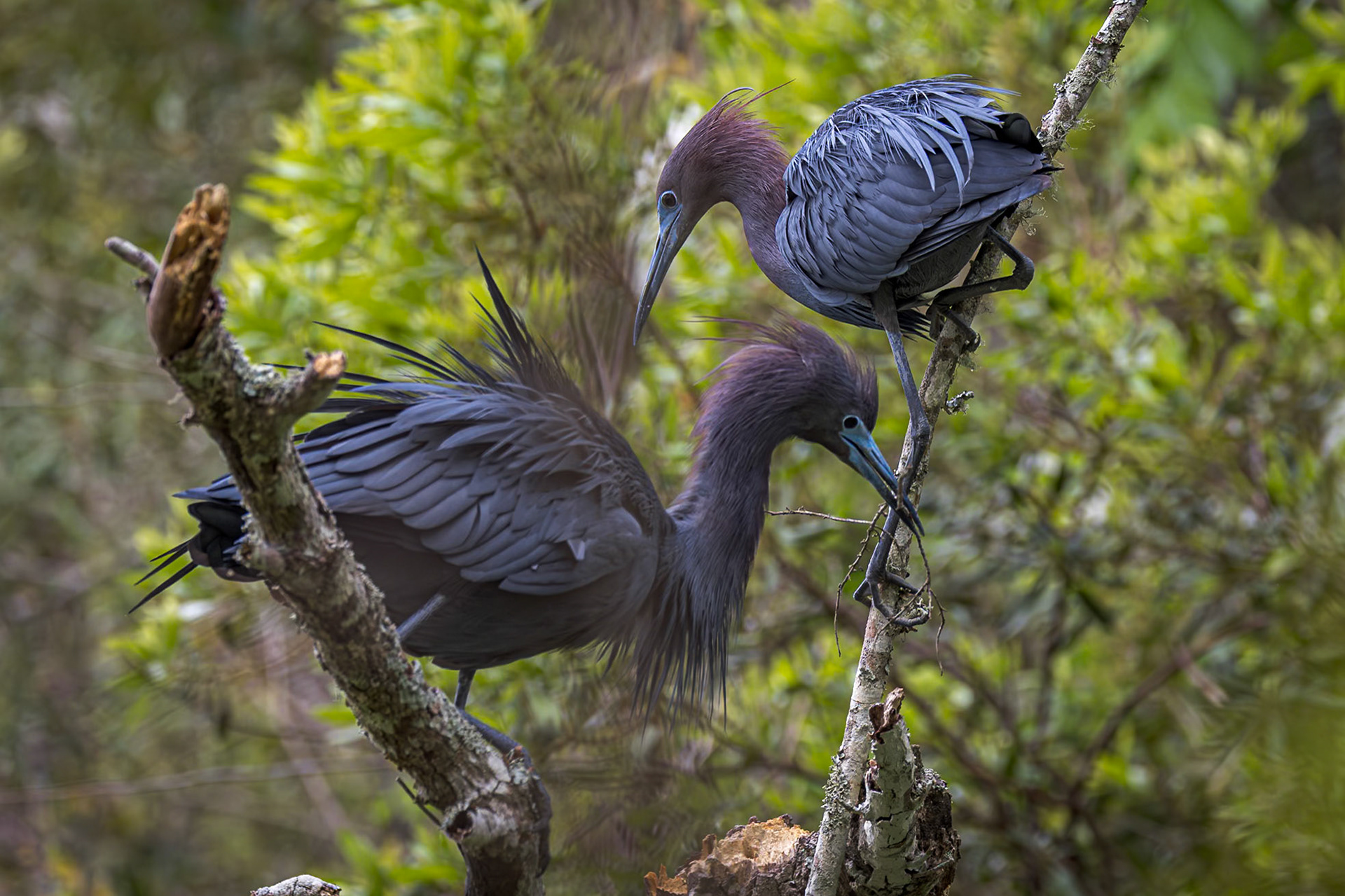 Little blue heron 33, Huntington Beach State Park, SC