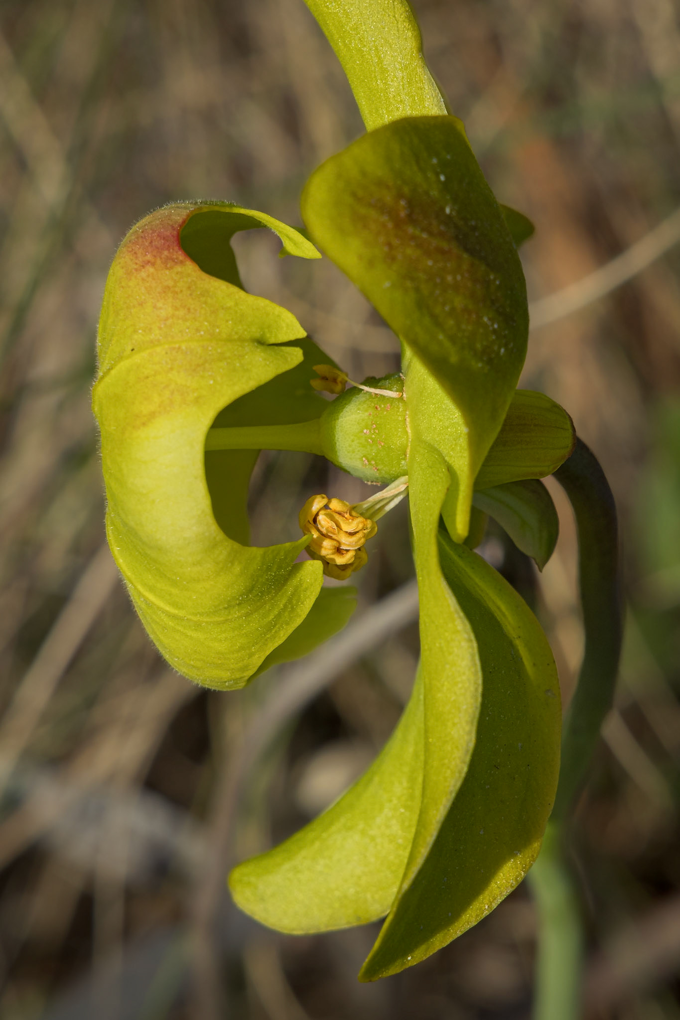 Pitcher plant bloom 17, Green Swamp Preserve