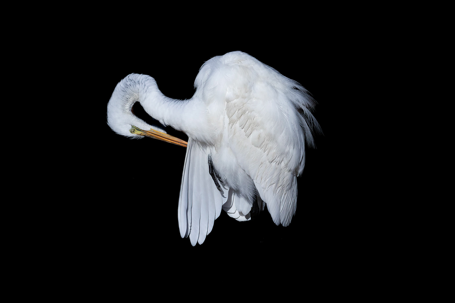Low key great egret 3, Carl Bazemore bird platform, Sunset Beach, NC