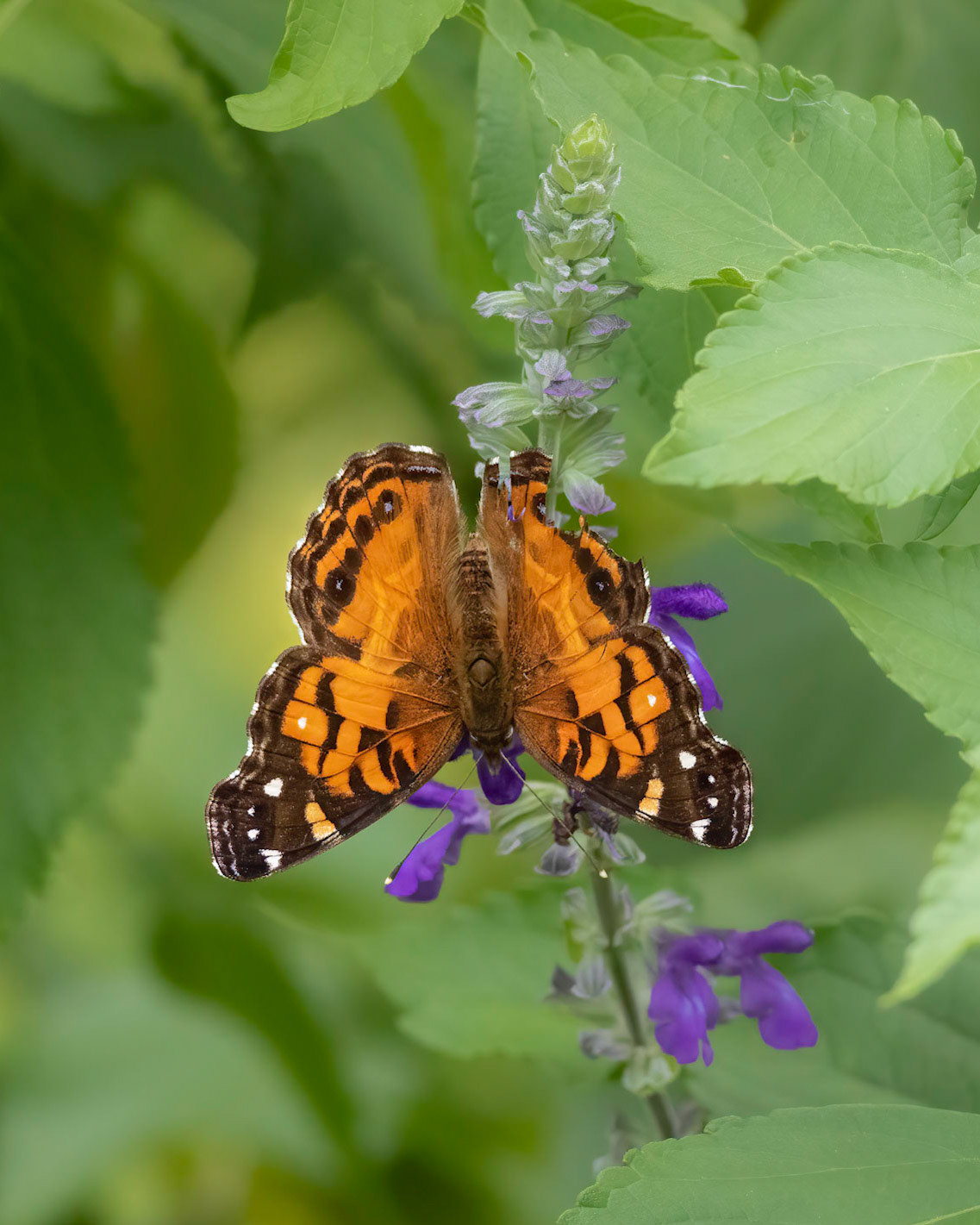 American painted lady 1, Brunswick County Botanical Gardens