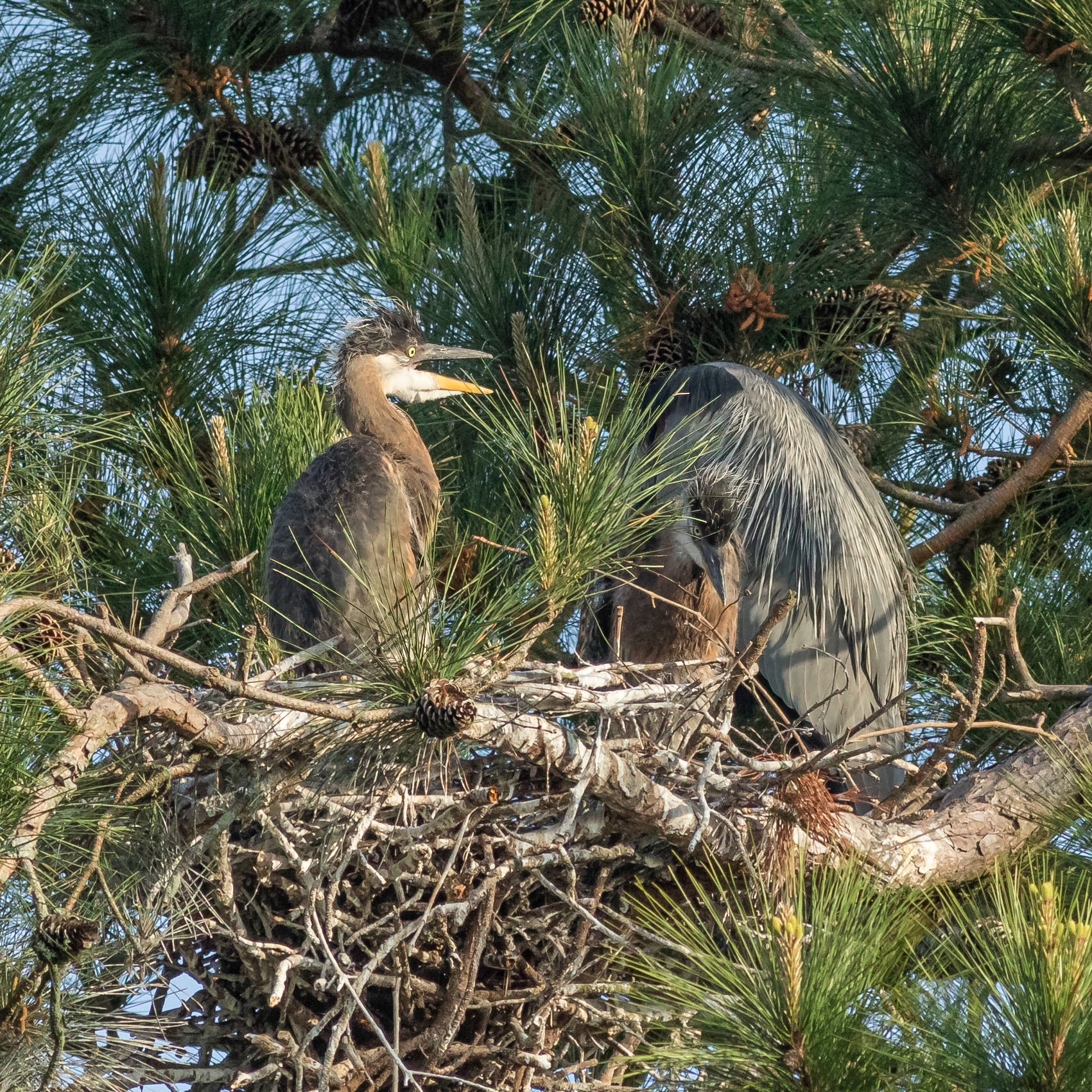 Rookery 12, Sea Trail