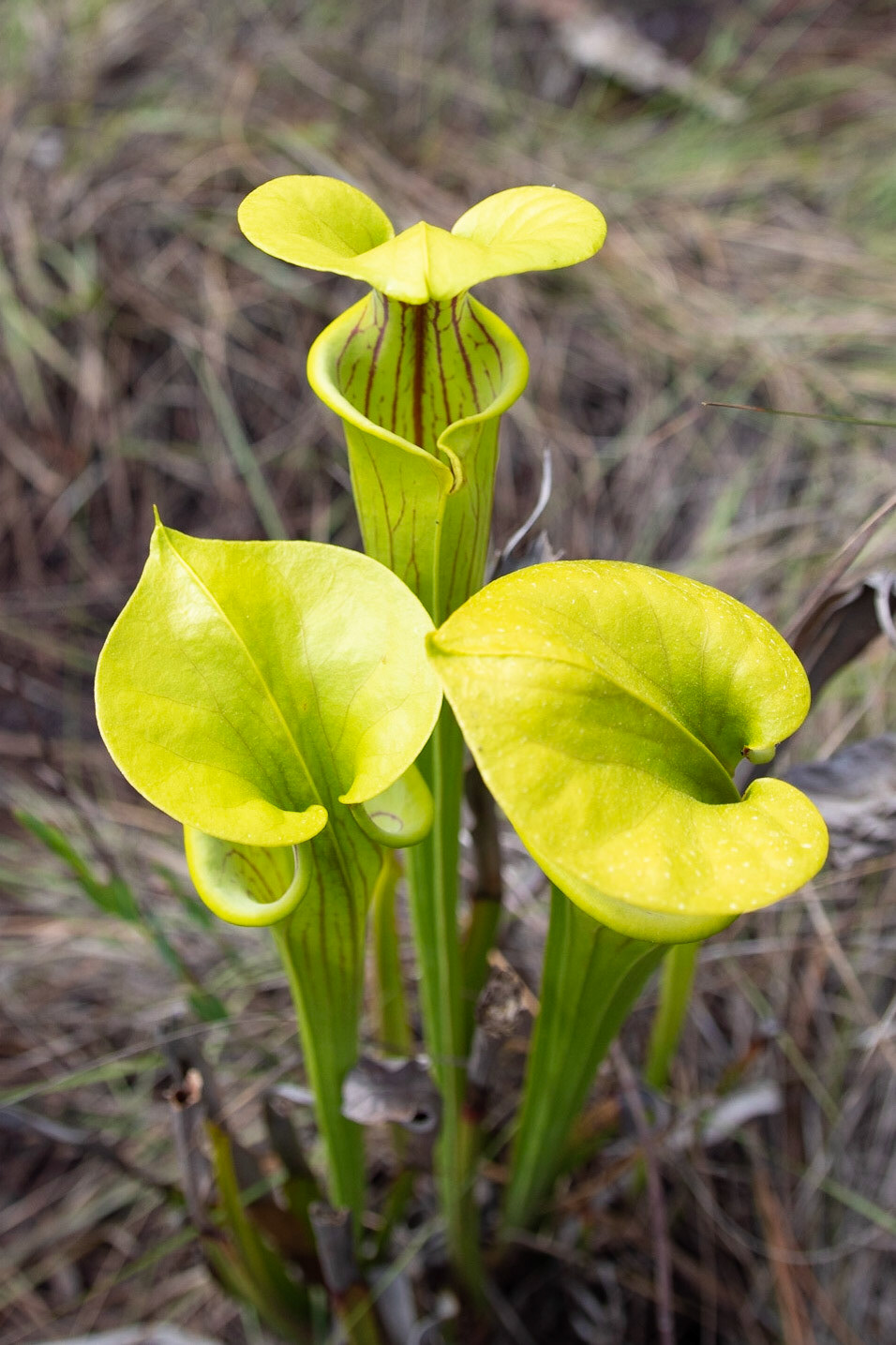 Yellow Pitcher Plant, Greenswamp Carnivorous 2 Pitcher plant, Green Swamp