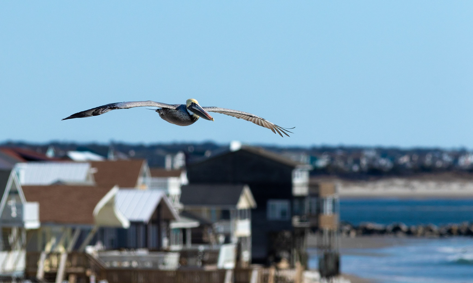 Pelicans at eye level 1, OIB east end