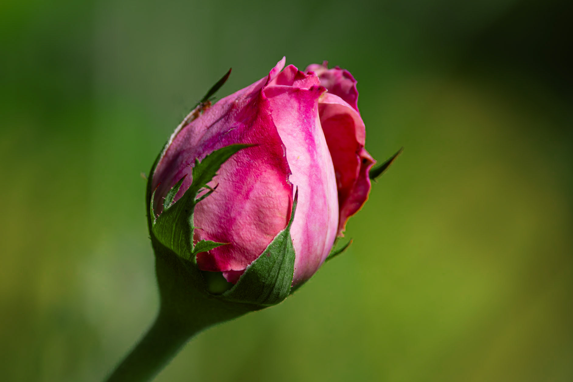 Rose 31, Brunswick County Botanical Gardens