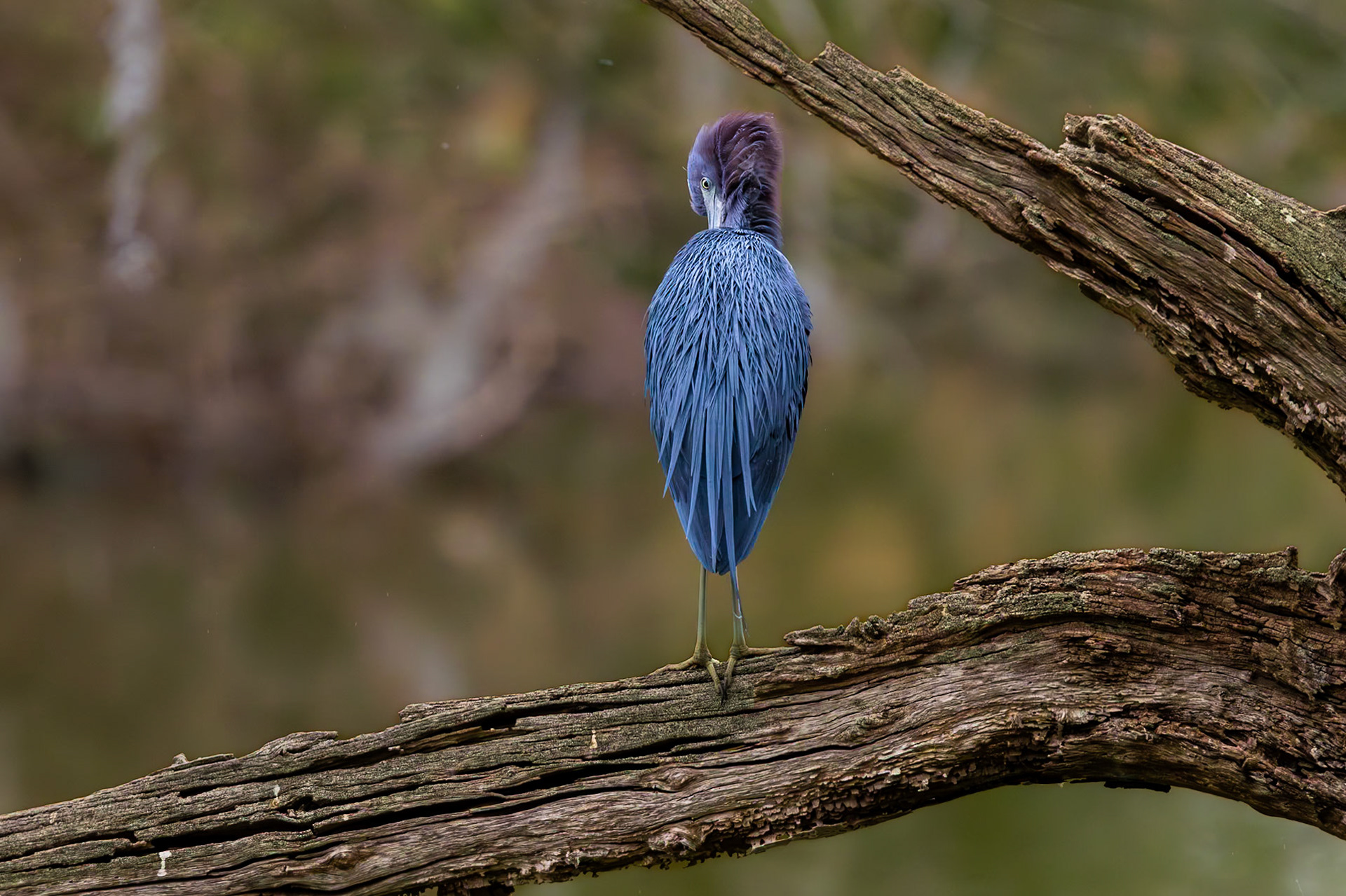 Little blue heron 32, Magnolia Cemetery