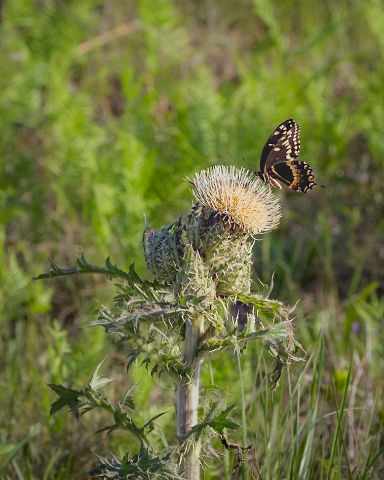Yellow thistle with palamedes swallowtail 1, Greater Green Swamp Area