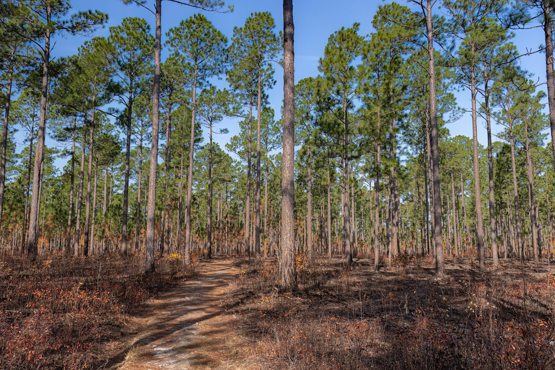 Greenswamp Pine Barren 5