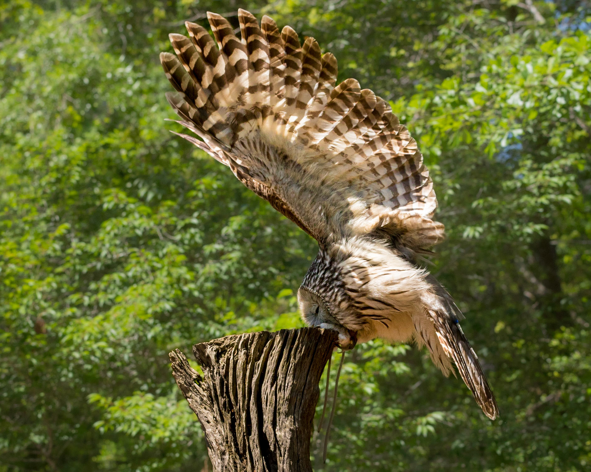 Ural owl 2, The Center for Birds of Prey, Awendaw, SC