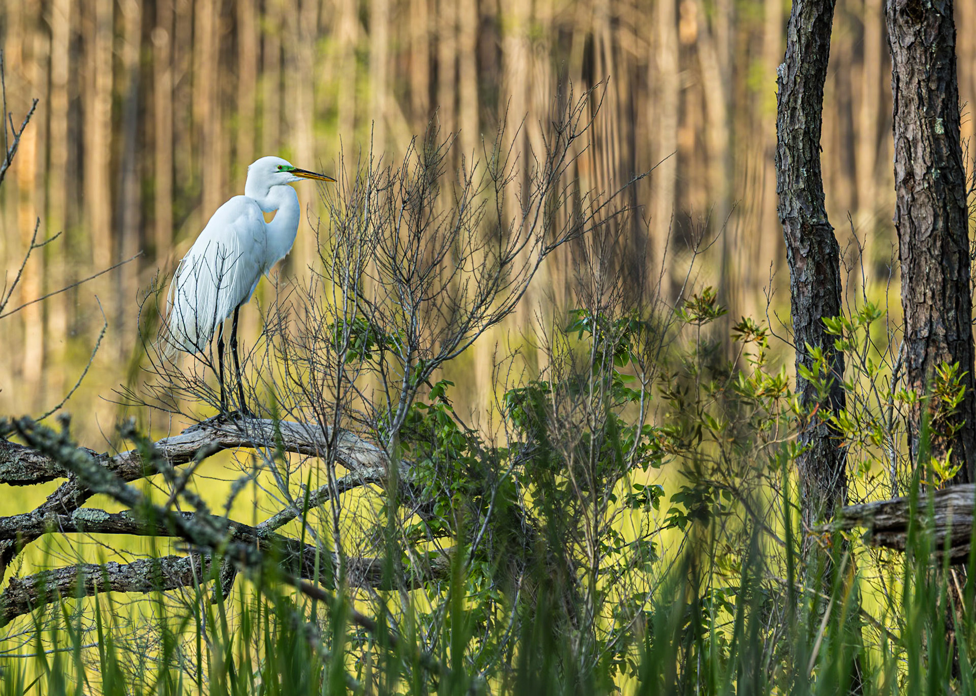 Great egret 100, Huntington Beach State Park