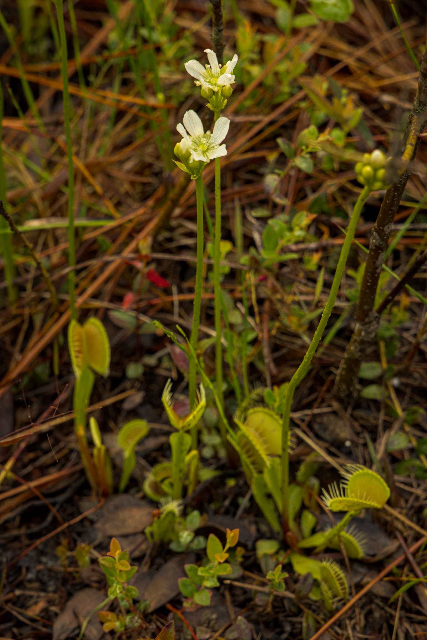 Venus flytrap 6, Green Swamp Preserve