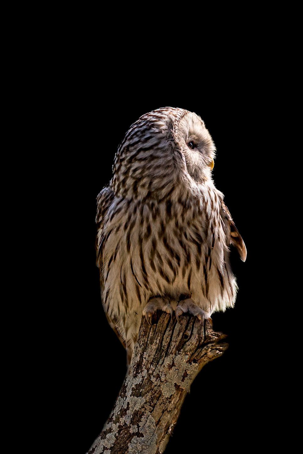 Ural owl 1, The Center for Birds of Prey, Awendaw, SC, SCAIR 57