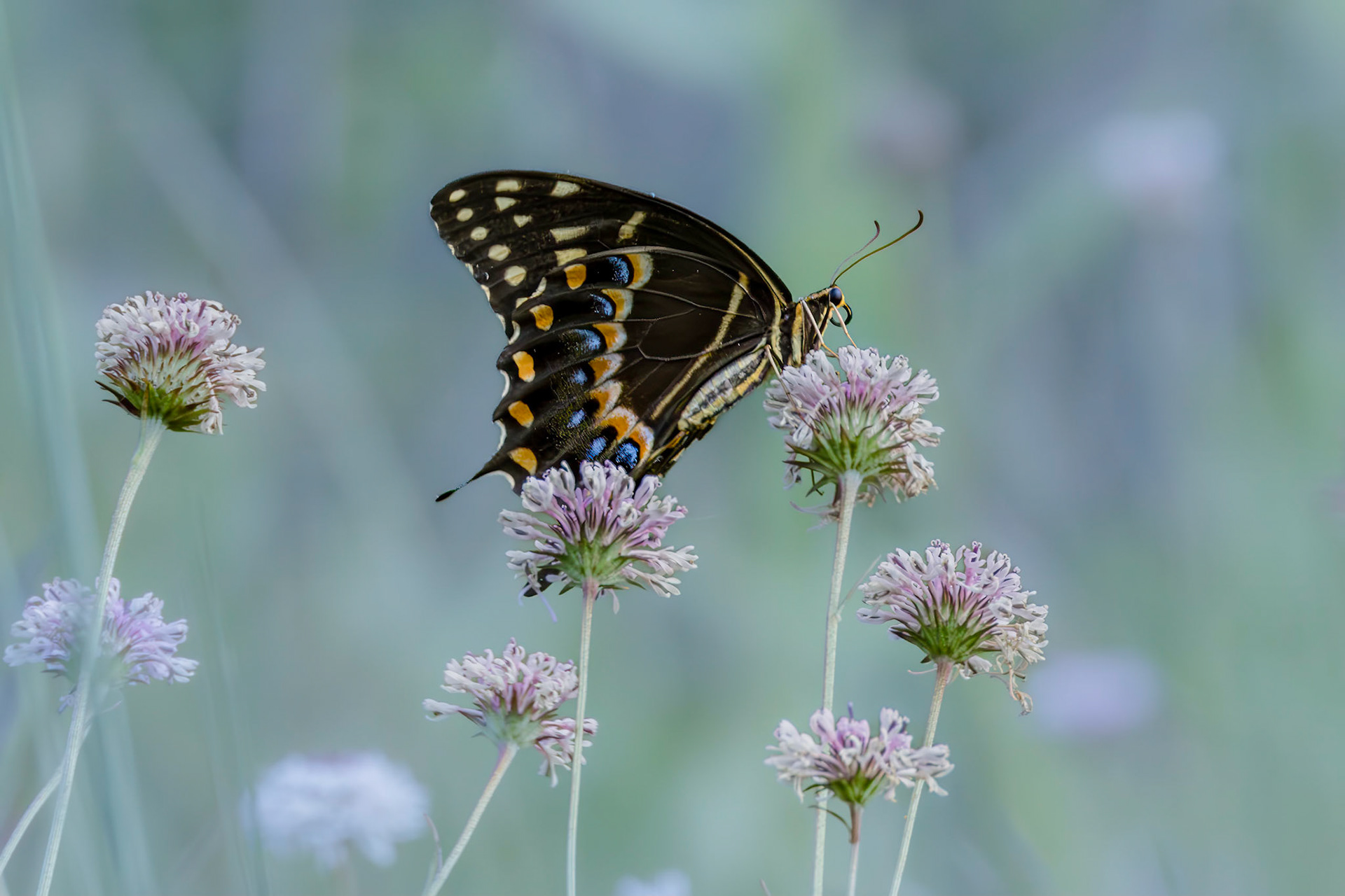 Palamedes swallowtail on Barbara's buttons 3, Green Swamp area, Green Swamp area