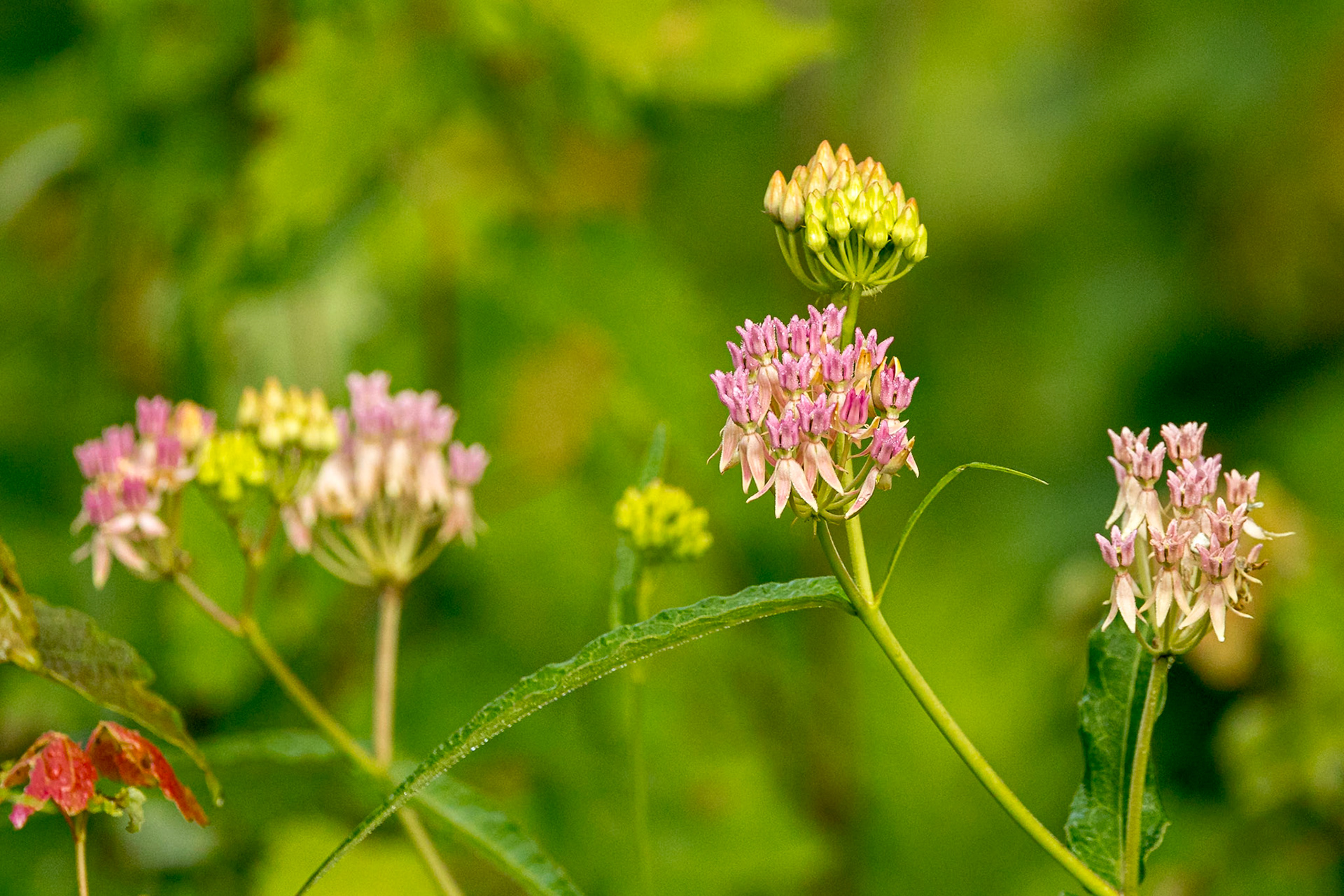 Purple savannah milkweed 3, Greater Green Swamp Area