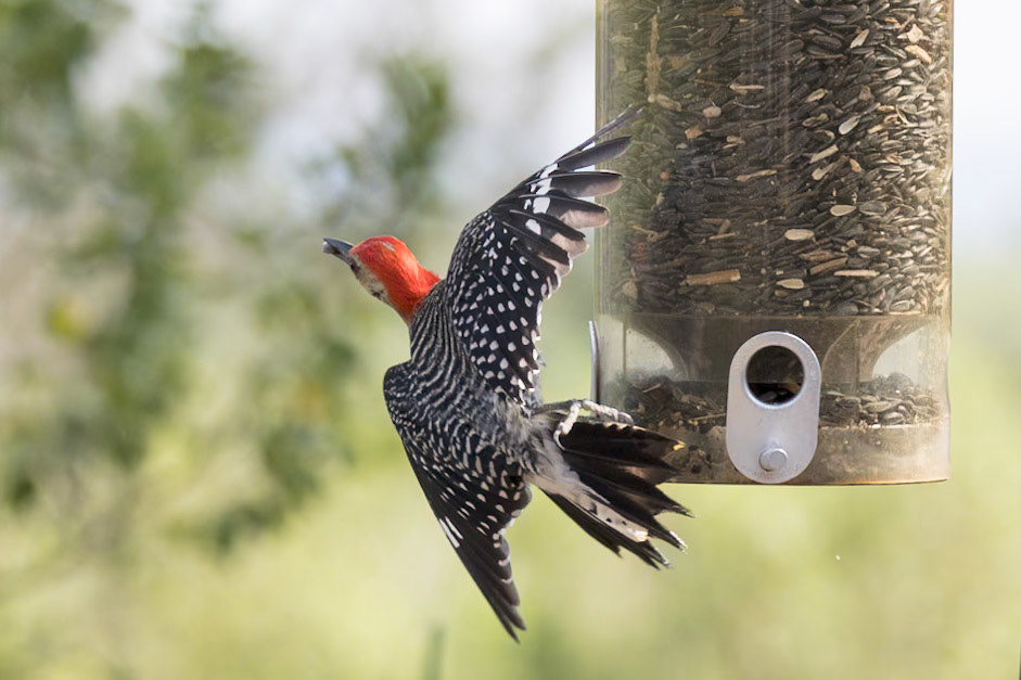 Red bellied woodpecker 2, Huntington Beach State Park, SC