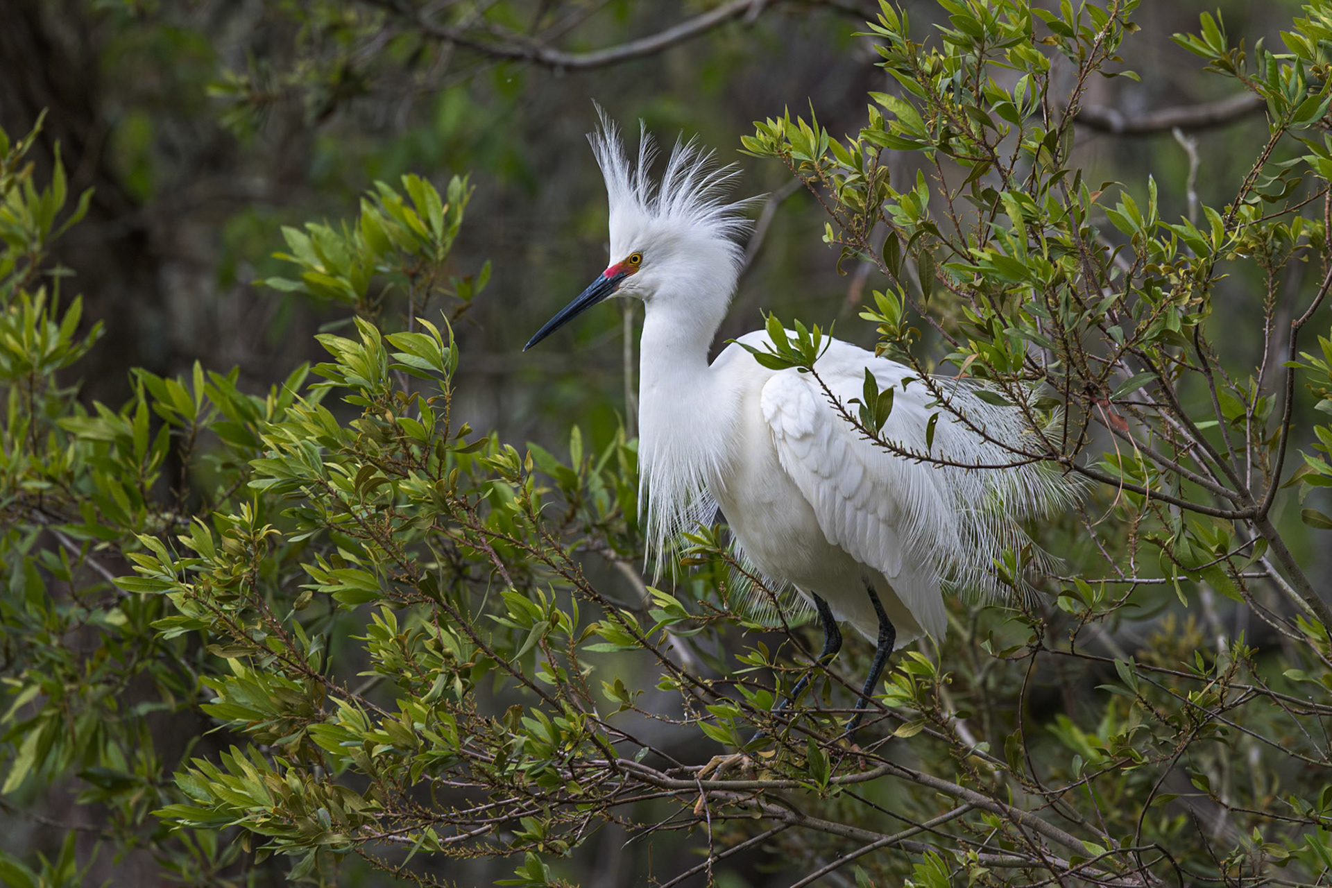 Snowy egret 30, Huntington Beach State Park, SC