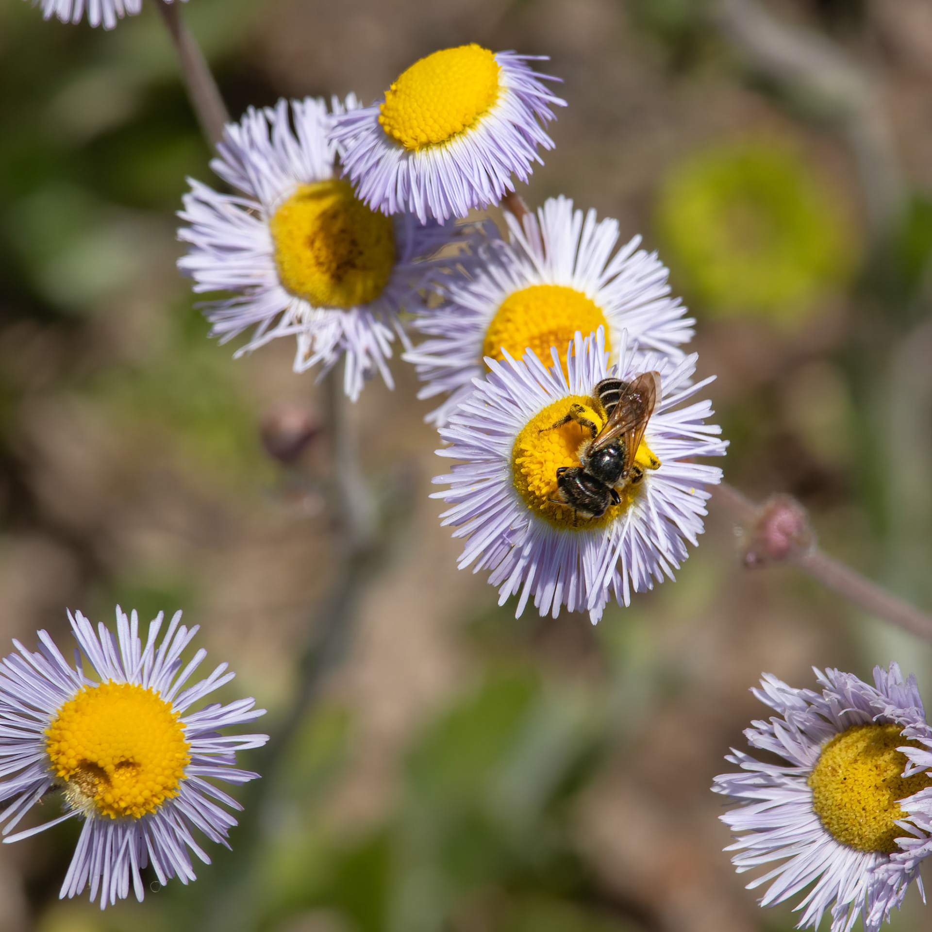 Eastern Daisy Fleabane with Bee 1, OIB East End