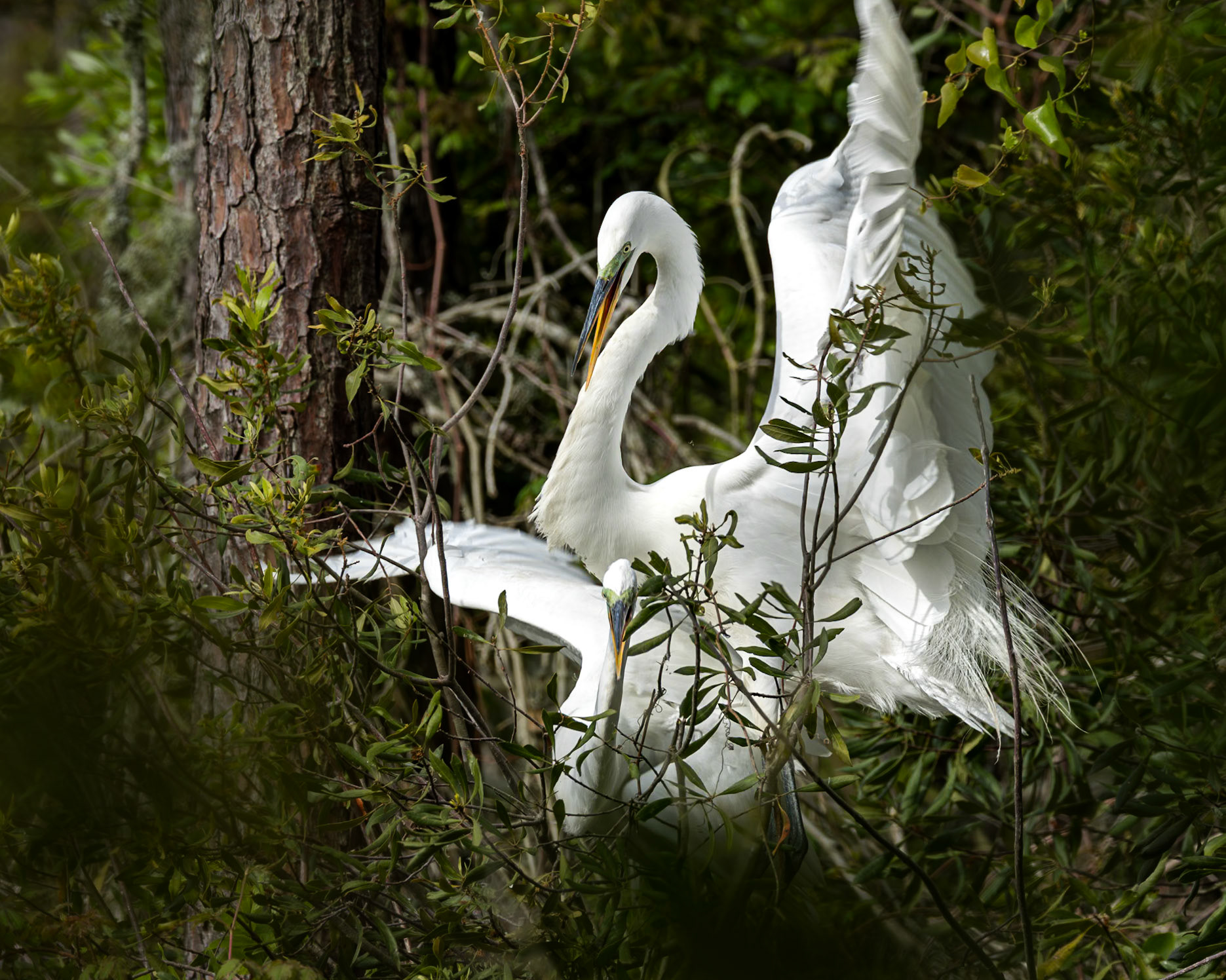 Great egret 93, Huntington Beach State Park