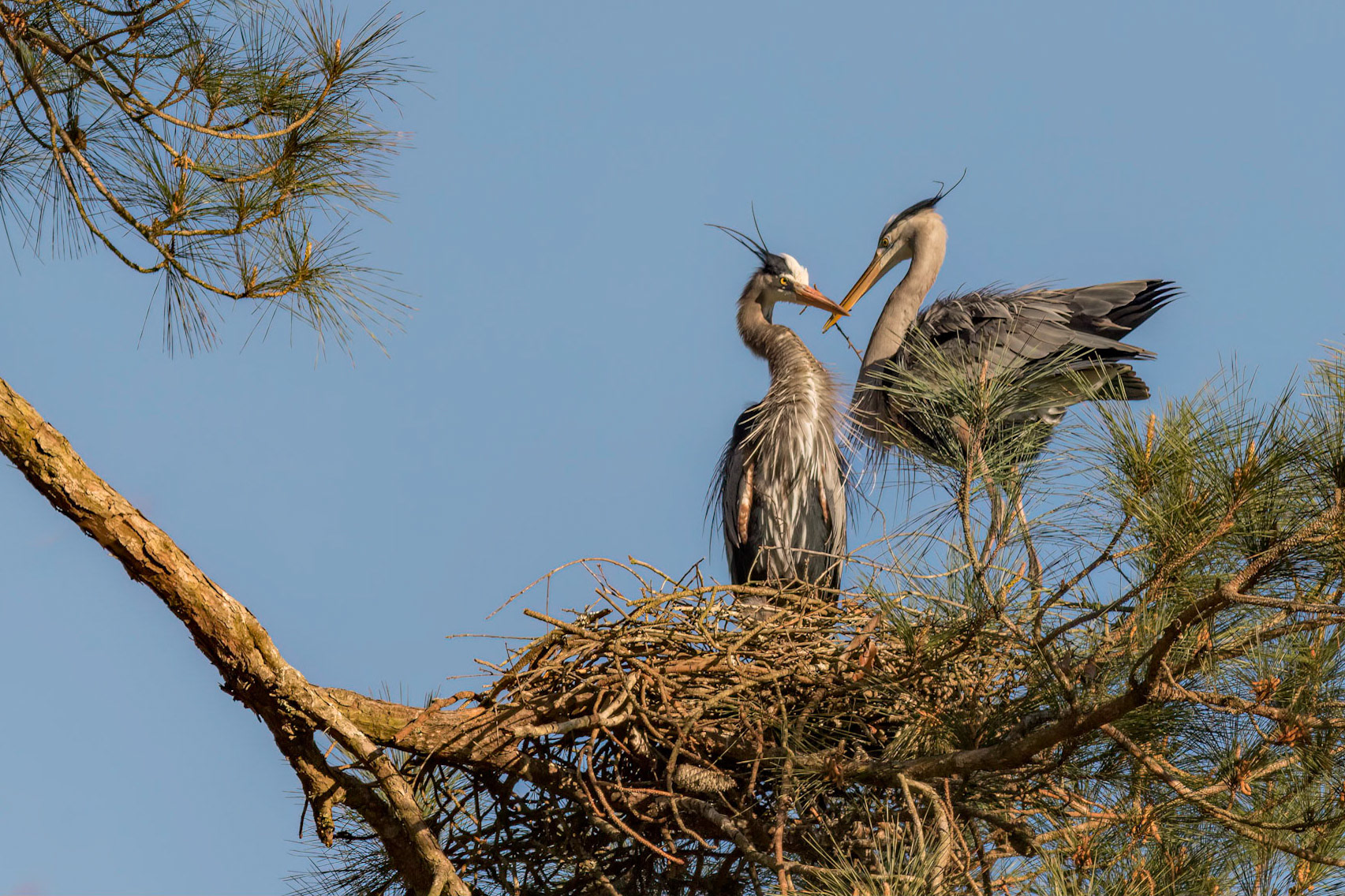 Rookery 61, Sea Trail