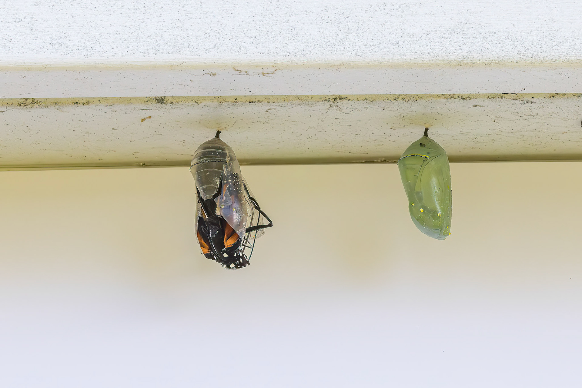 Monarch hatching 2, Private home in Calabash, NC