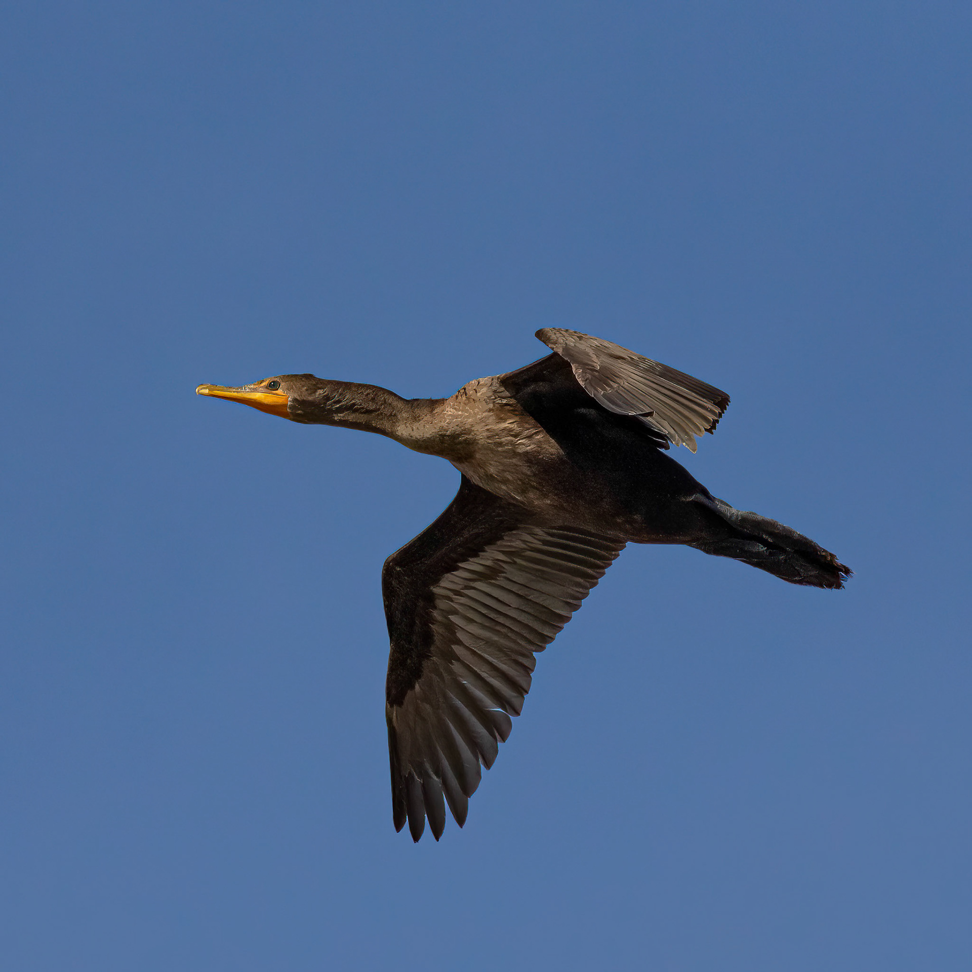 Cormorant 8, OIB, foot of bridge