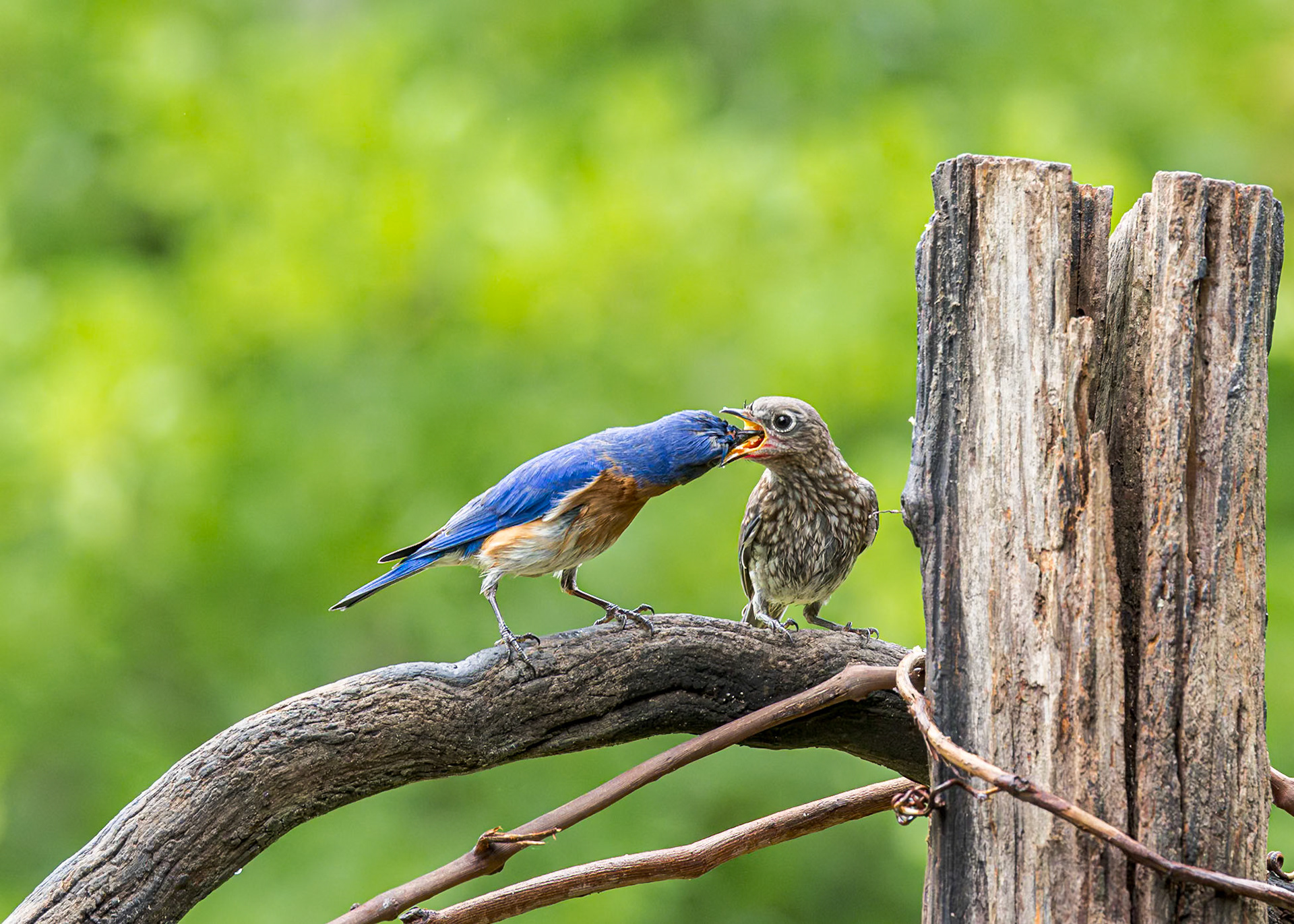 Eastern bluebird - 70, The Nut House, Clemson, SC