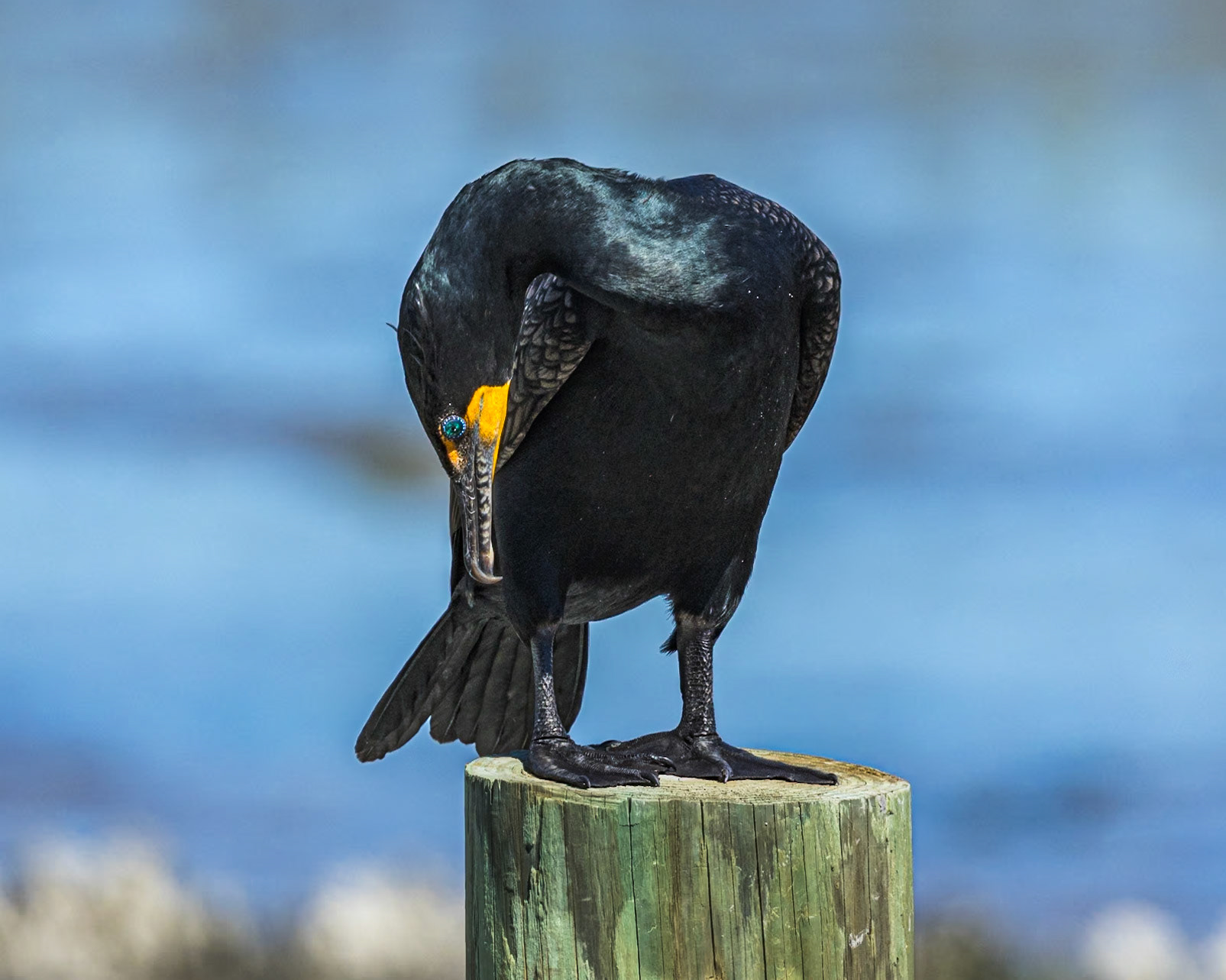 Cormorant 12, Huntington Beach State Park, SC
