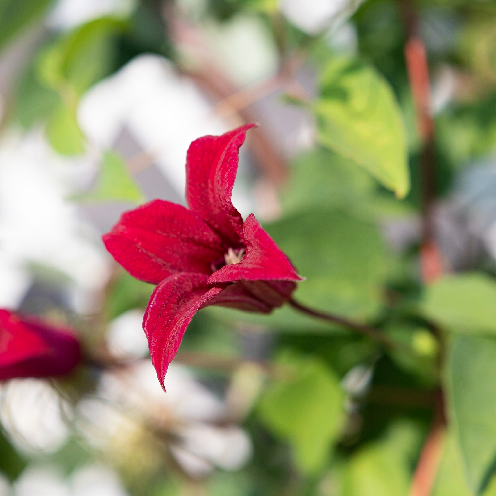 Fearrington Village, NC 18