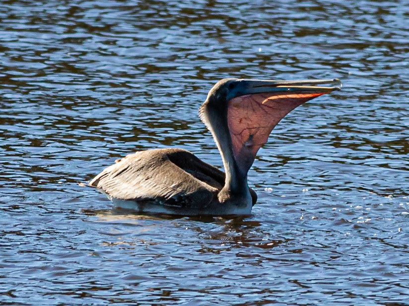 Pelican 40, Huntington Beach State Park, SC