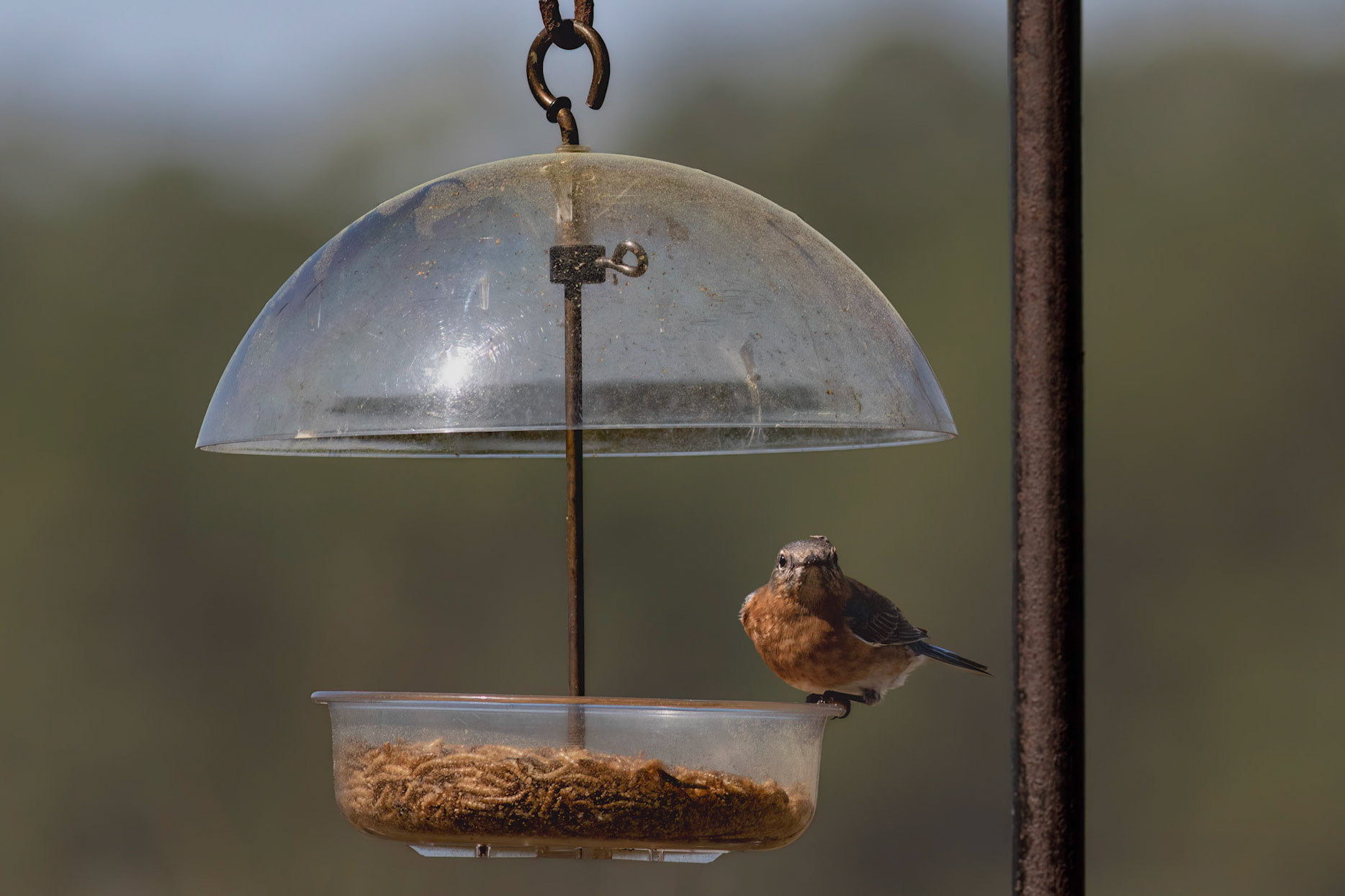 Female eastern bluebird 30, Huntington Beach SC