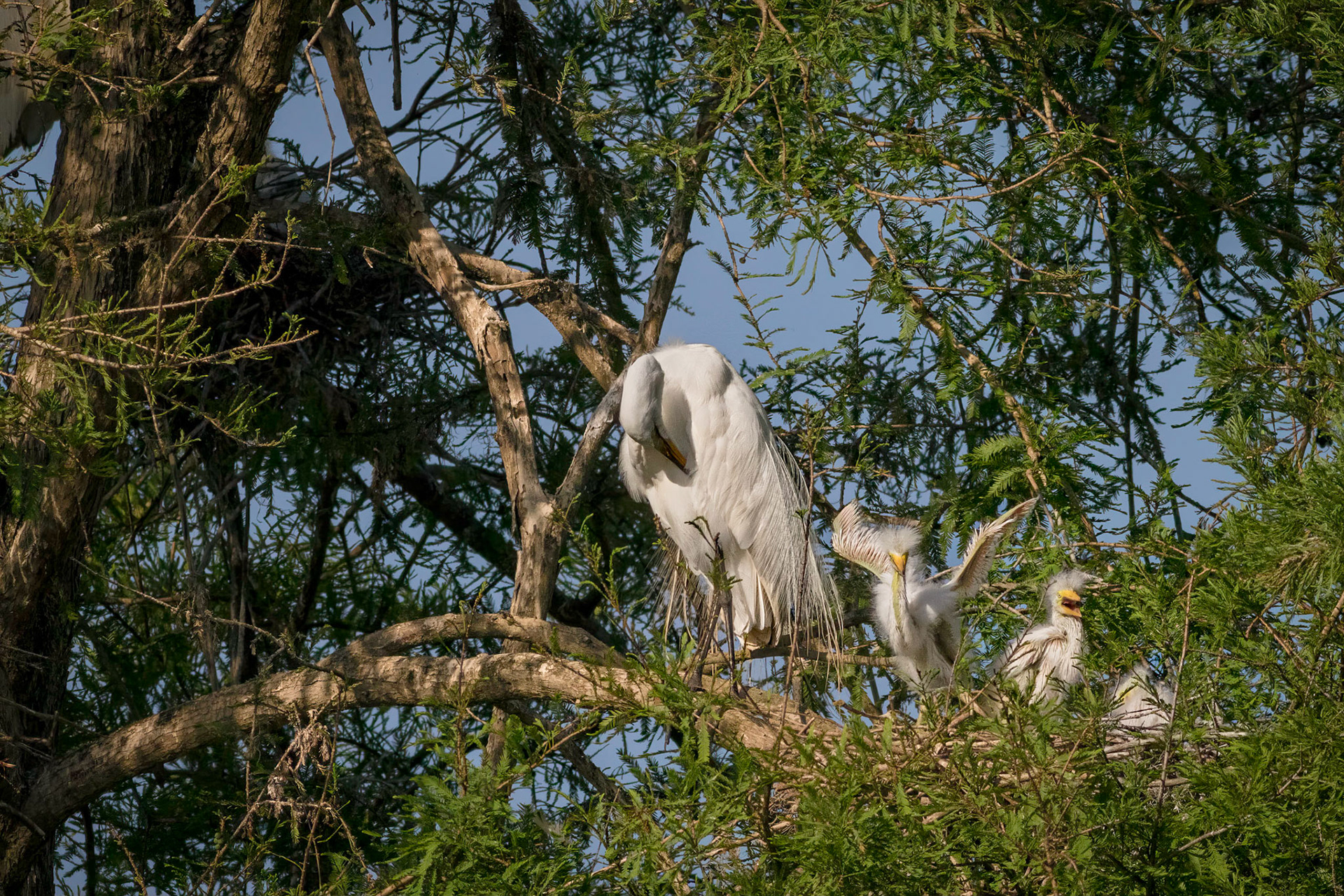 Great egret 57, Magnolia Plantation and Gardens, Audubon Swamp Garden