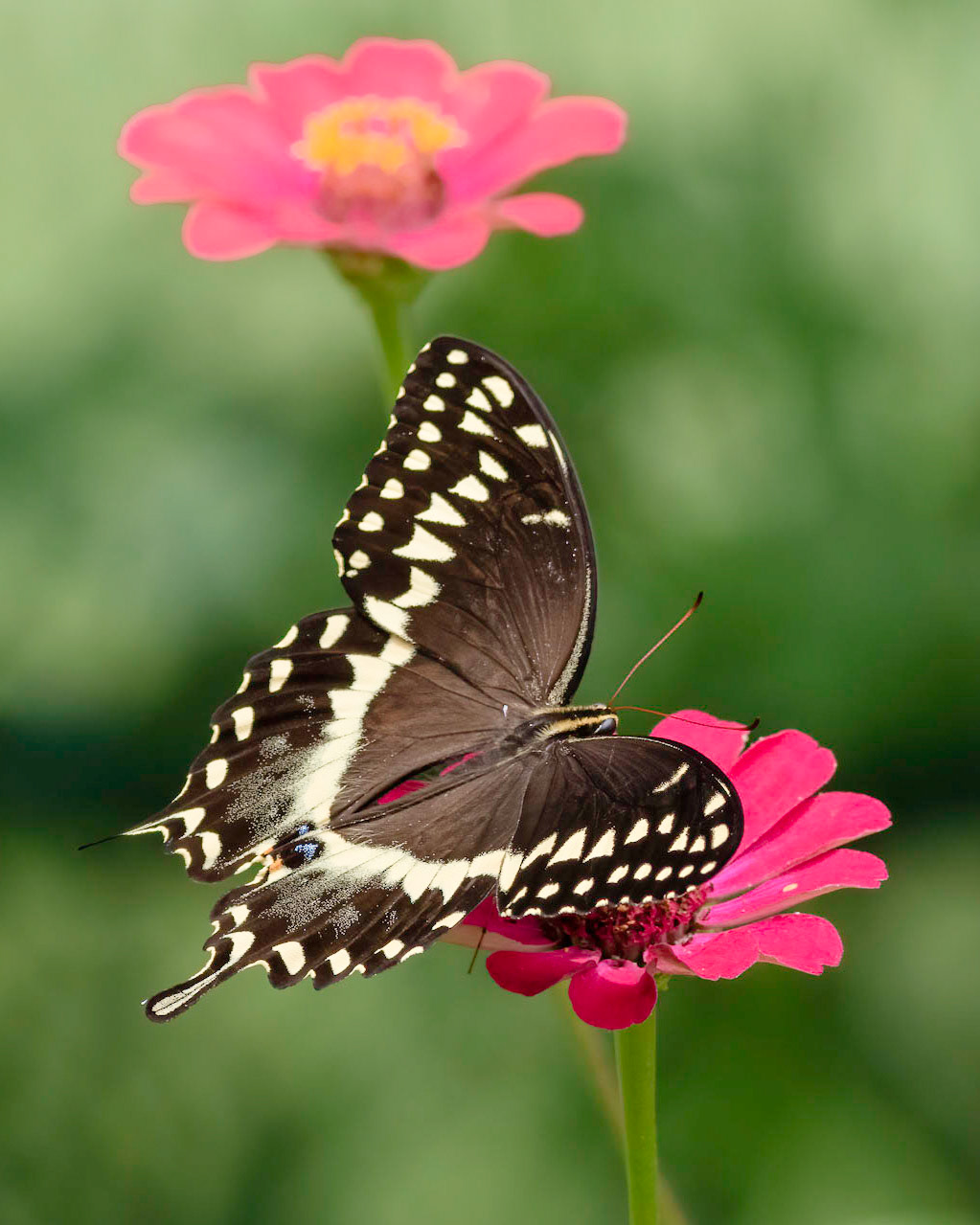 Palamedes swallowtail on zinia 1, Brunswick County Botanical Gardens